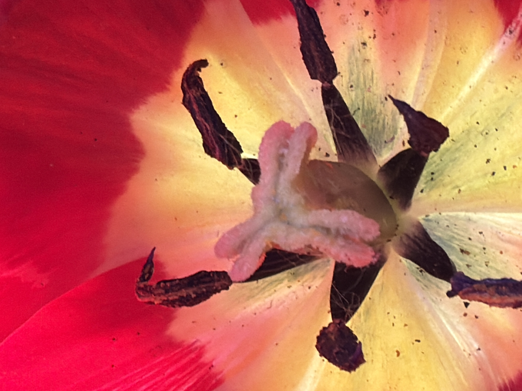 This image is a close-up photograph of the interior of a red and yellow tulip. The red petals are visible on the left side of the frame. The center of the flower is yellow, with dark brown stamens radiating outwards. A pink pistil is located in the very center of the flower. There is some pollen visible on the flower petals and stamen. The photograph does not include any people, subjects, actions, or information regarding the location in the city of Chaikovsky, Russia.