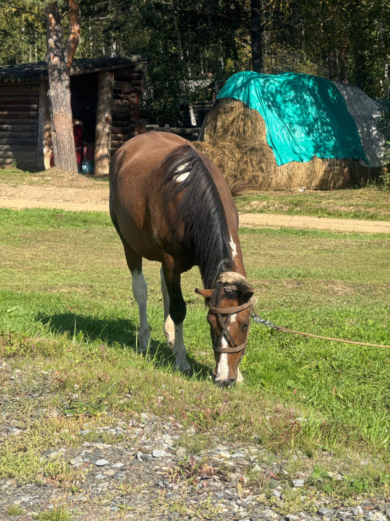 In the village of Taltsy, Irkutsk Oblast, Russia, a brown horse with a white blaze on its forehead and white markings on its lower legs is grazing in a grassy field. The horse is wearing a bridle and is tethered to a rope. In the background, a rustic wooden structure, possibly a barn or shed, stands beside a tall tree. To the right, a large bale of hay is covered with a green tarp. The environment is rural, with trees and vegetation visible under a bright sky. The ground in the foreground is a mixture of gravel and grass.