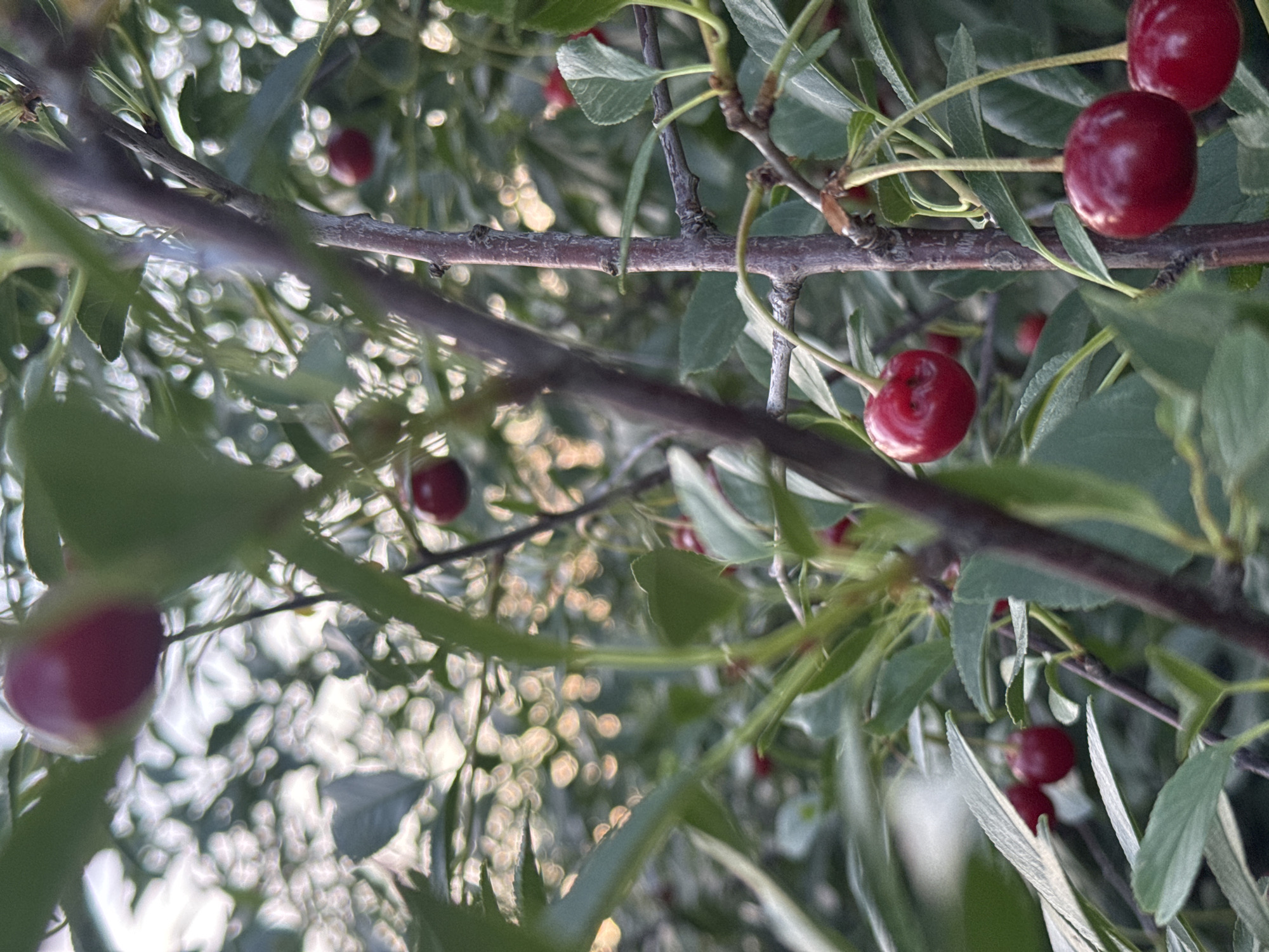 The image displays a close-up view of a cherry tree with several ripe, red cherries. The cherries are attached to thin stems and are surrounded by green leaves and branches. The background shows a soft, bokeh effect with blurred lights, suggesting an outdoor setting, possibly in a garden or park. The image is taken during daylight, with the light source likely being the sun. There are no people or animals visible in the image. The scene depicts a natural environment. The location within Kokshetau, Kazakhstan, is not discernible from the image itself.