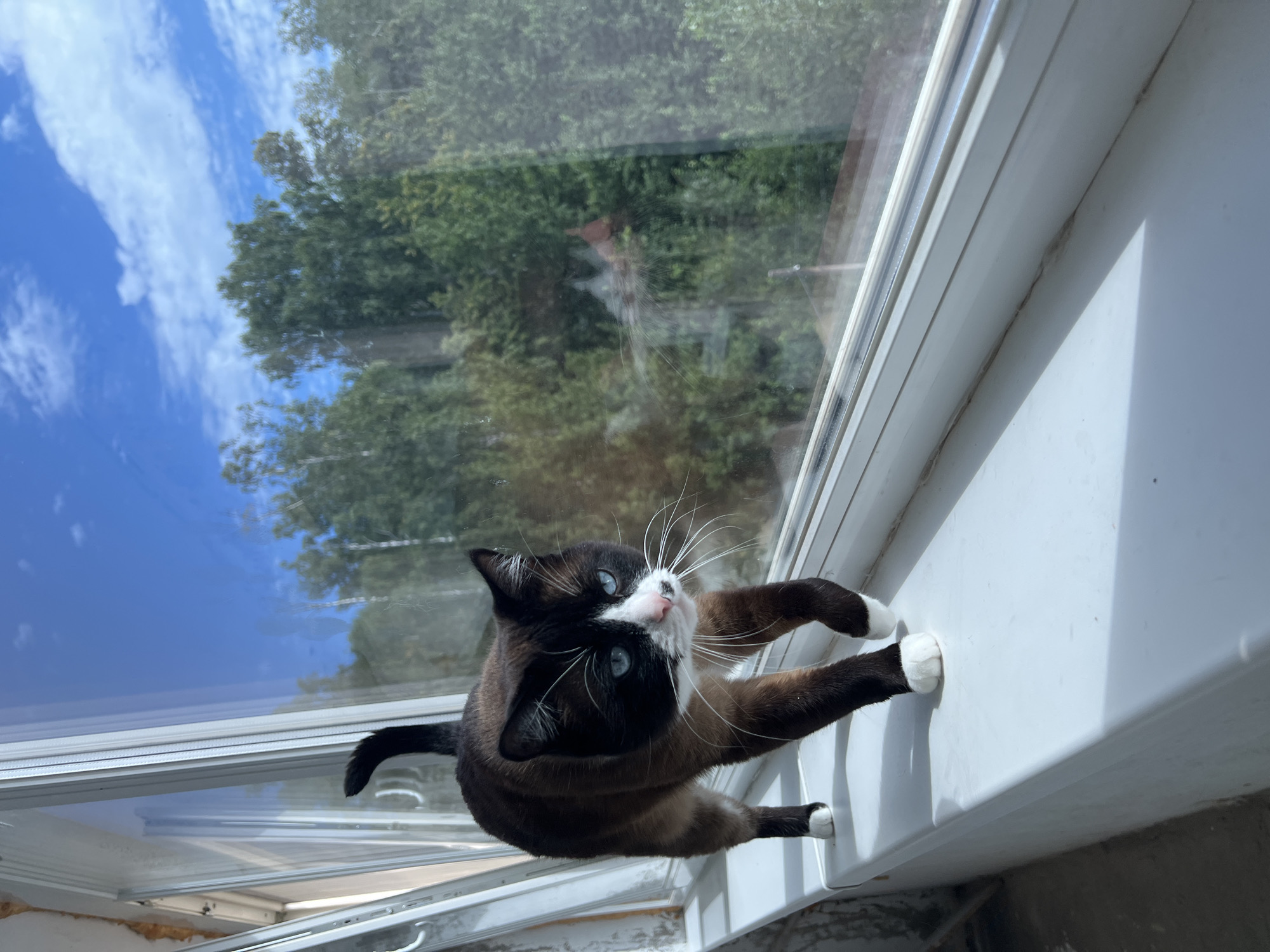 A black and white cat with blue eyes walks on a white windowsill in Noviy, Russia. The cat is facing the camera and appears to be looking out a large window at a wooded area. The sky is blue with white clouds.