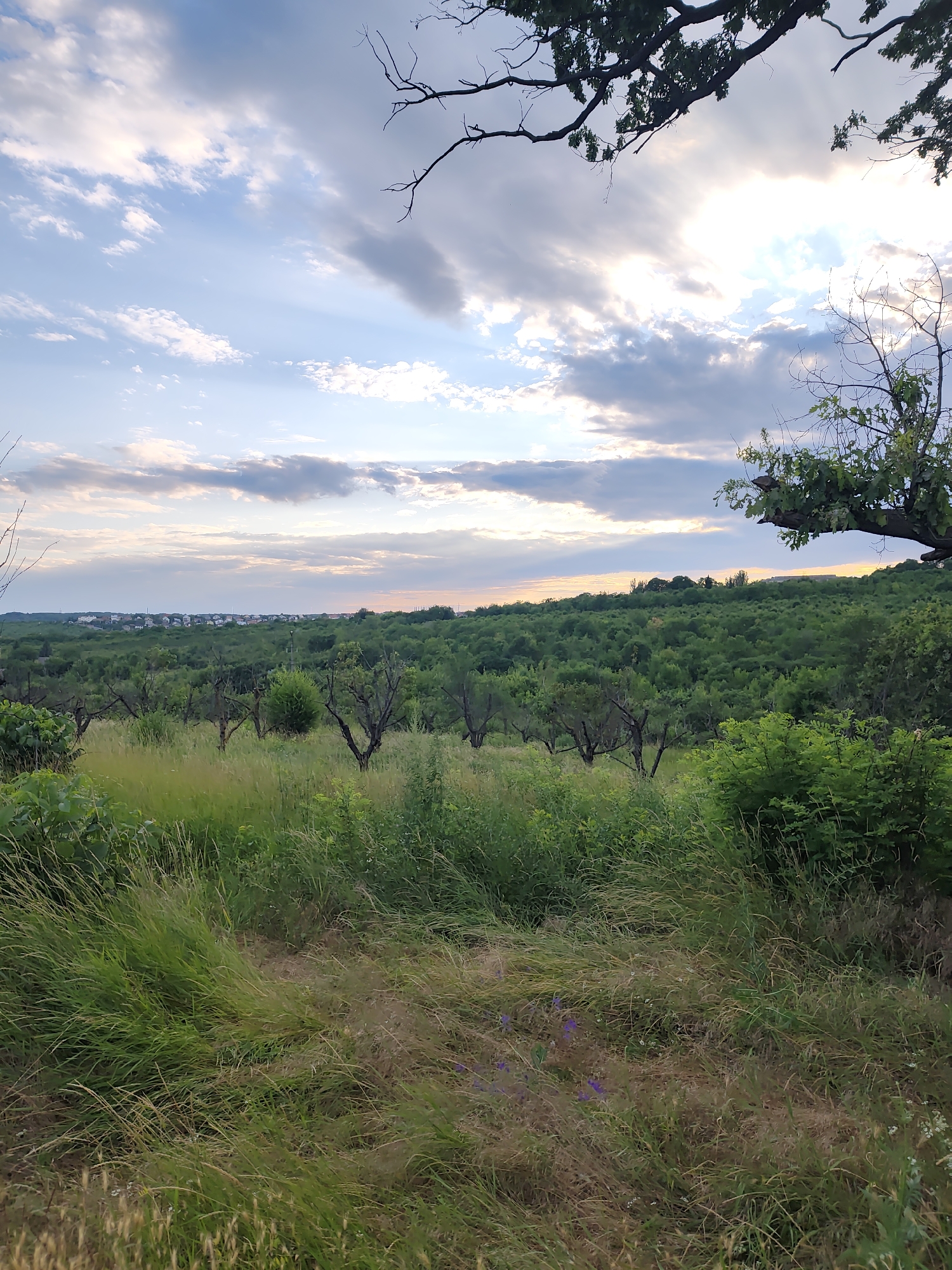 A landscape view of a green, tree-filled area in Codru, Moldova, with a village in the distance. The foreground is dominated by tall, green grass and some sparse, leafless trees. In the midground, there are more densely planted trees, appearing to be an orchard. A line of houses with red-tiled roofs is visible on the horizon, nestled amongst the trees. The sky above is filled with dramatic, white and gray clouds, with rays of sunlight breaking through. The overall impression is of a rural, natural setting, possibly at sunset given the warm light on the horizon.