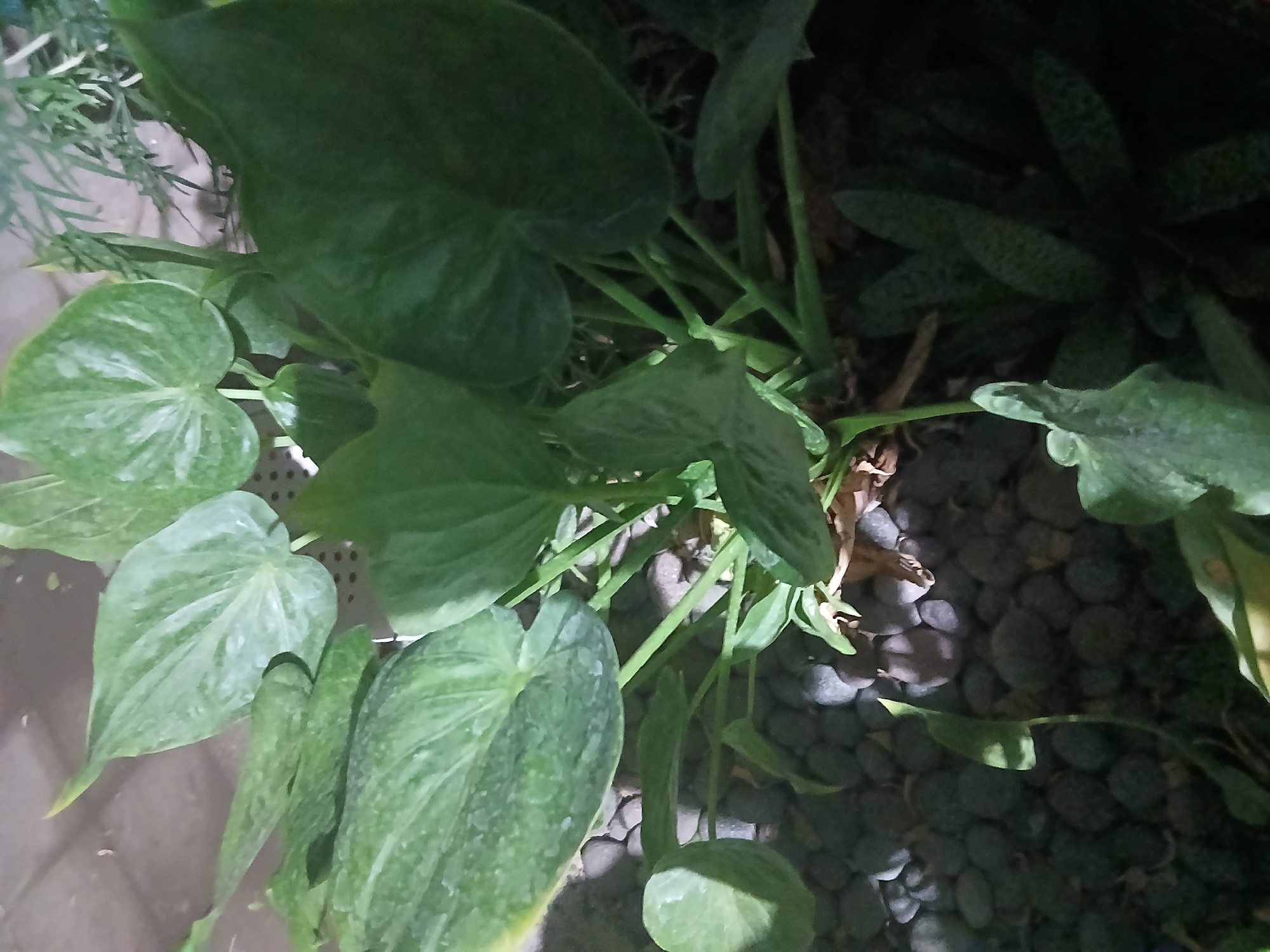 The image shows a close-up view of several large, heart-shaped green leaves with lighter green mottling. The leaves are part of a plant that appears to be growing in a shallow container filled with dark, smooth pebbles. The background is dark and out of focus, with some lighter-colored elements that could be part of the surrounding environment. The lighting is dim, casting shadows on the leaves and pebbles. There are no people or animals visible in the image. The scene is indoors or in a shaded outdoor area, likely a home or garden setting in Sekarputih, Indonesia, given the context.