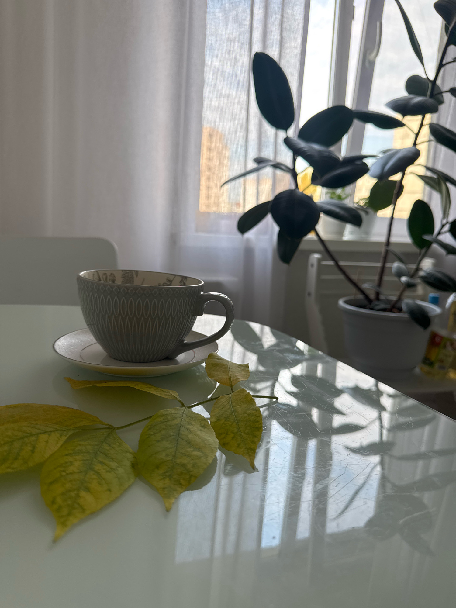 A grey, patterned ceramic mug and saucer sit on a reflective white table. Several fallen yellow and green leaves are scattered on the table in front of the mug. In the background, a large potted plant with dark green leaves is visible, as well as a window with sheer white curtains. The window shows a glimpse of a building in the distance. The scene is indoors, likely in a residential setting, and the lighting suggests it is daytime. There are no people or animals present in the image.
