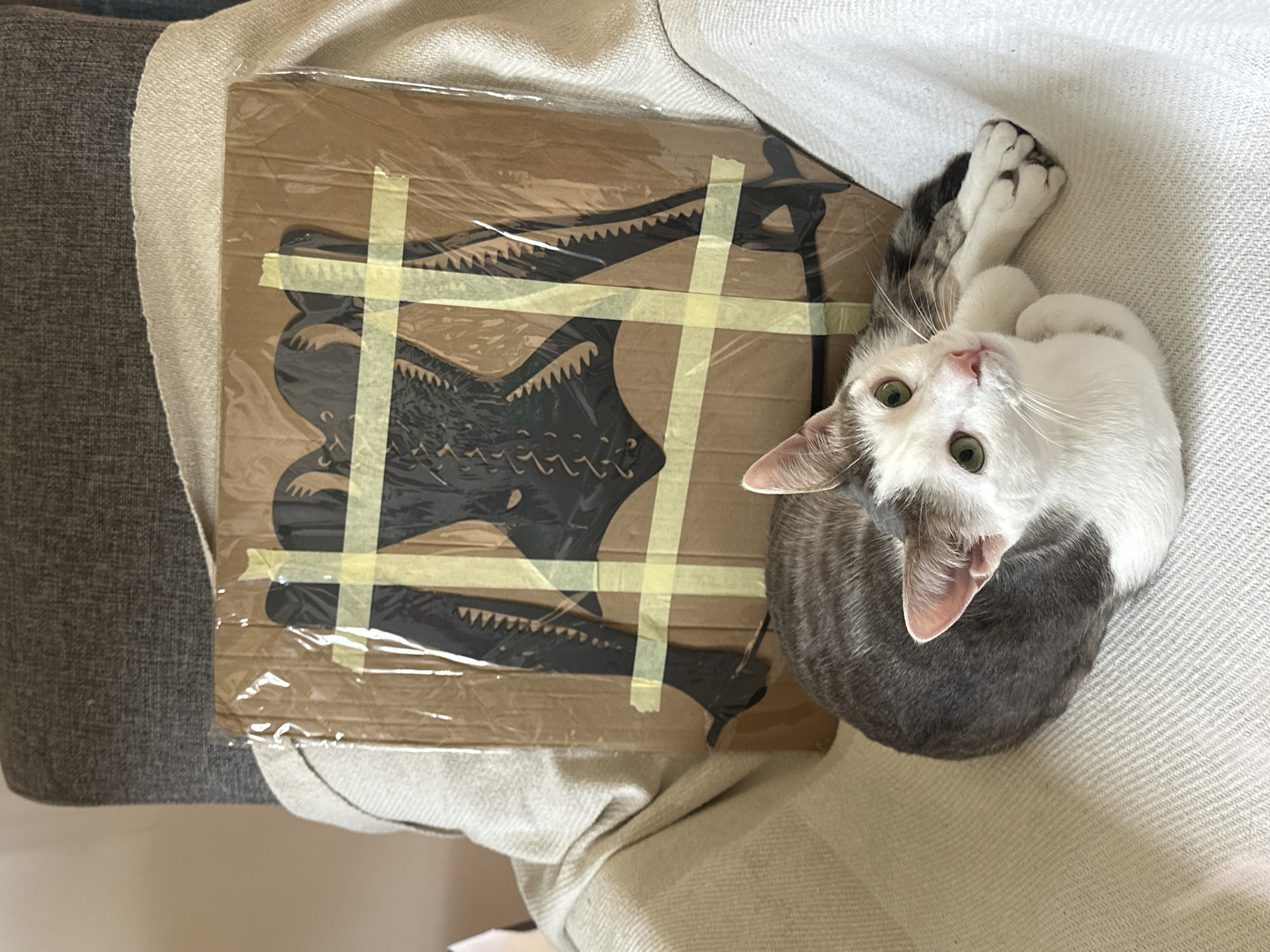 A tan and white cat with green eyes is curled up on a white textured sofa next to a brown cardboard package with a black silhouette of a plesiosaur taped onto it. The package is wrapped in clear plastic. The left side of the frame shows a gray fabric sofa. The location is unknown.
