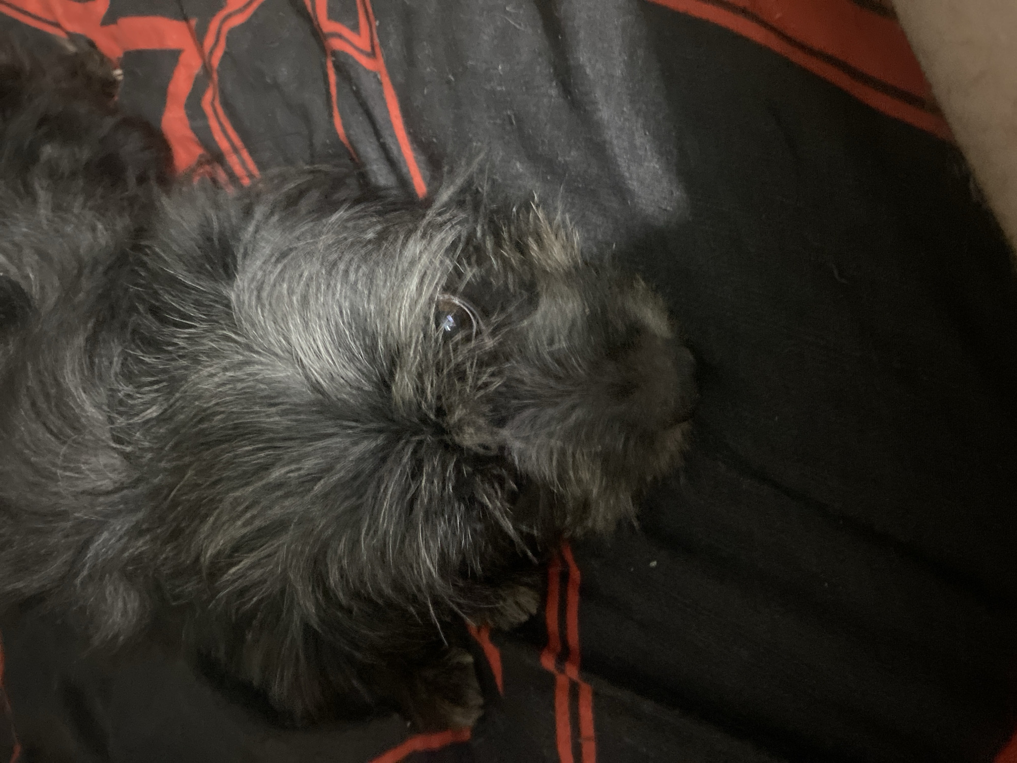 A black and grey dog with shaggy fur lies on a black and red striped blanket. The dog's head is lowered, and its eyes are looking towards the camera. The background is a blurry depiction of a blanket with a red stripe pattern. The image does not provide enough information to determine the location in Samara, Russia.