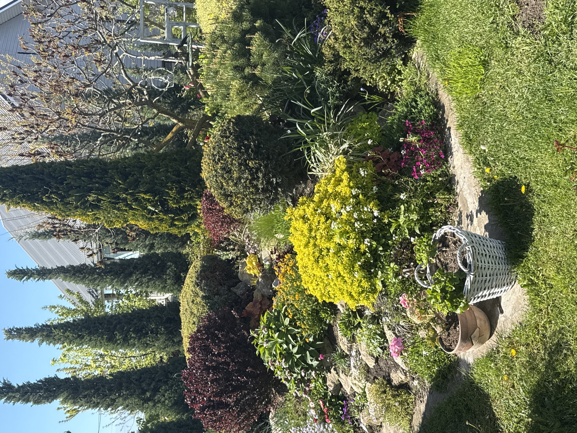 This media file captures a vibrant and meticulously maintained garden scene, likely part of a private residence in Pervorechenskoye, Russia. The image is bathed in bright sunlight, indicated by the clear blue sky and distinct shadows, suggesting a late morning or early afternoon.
The central focus is a richly planted flower bed, brimming with a diverse array of shrubs and flowering plants. Prominent features include bright yellow flowering bushes, neatly trimmed spherical green shrubs, and a striking bush with deep red or purple foliage. Various smaller plants with white, pink, and purple blossoms are interspersed throughout the bed, which is edged and interspersed with natural rocks, suggesting a rock garden design. Tall, columnar evergreen trees form a lush green backdrop in the mid-ground, while a deciduous tree with sparse, light-colored leaves or buds and dark seed clusters stands out against the sky, hinting at late spring.
A light-colored concrete or stone pathway meanders through the scene, separating the dense garden bed from a well-kept grassy lawn on the right. On this path, a white wicker basket and a terracotta pot, both containing plants, are placed. The terracotta pot features a decorative Greek key pattern. In the background, a white wooden trellis or garden structure is visible, partially obscured by foliage. The ribbed, metallic roof of a house can be seen in the upper left, blending into the surrounding greenery.
The scene conveys a sense of peace and natural beauty, emphasizing careful cultivation. No people or specific activities are depicted. There is no visible text in the image.