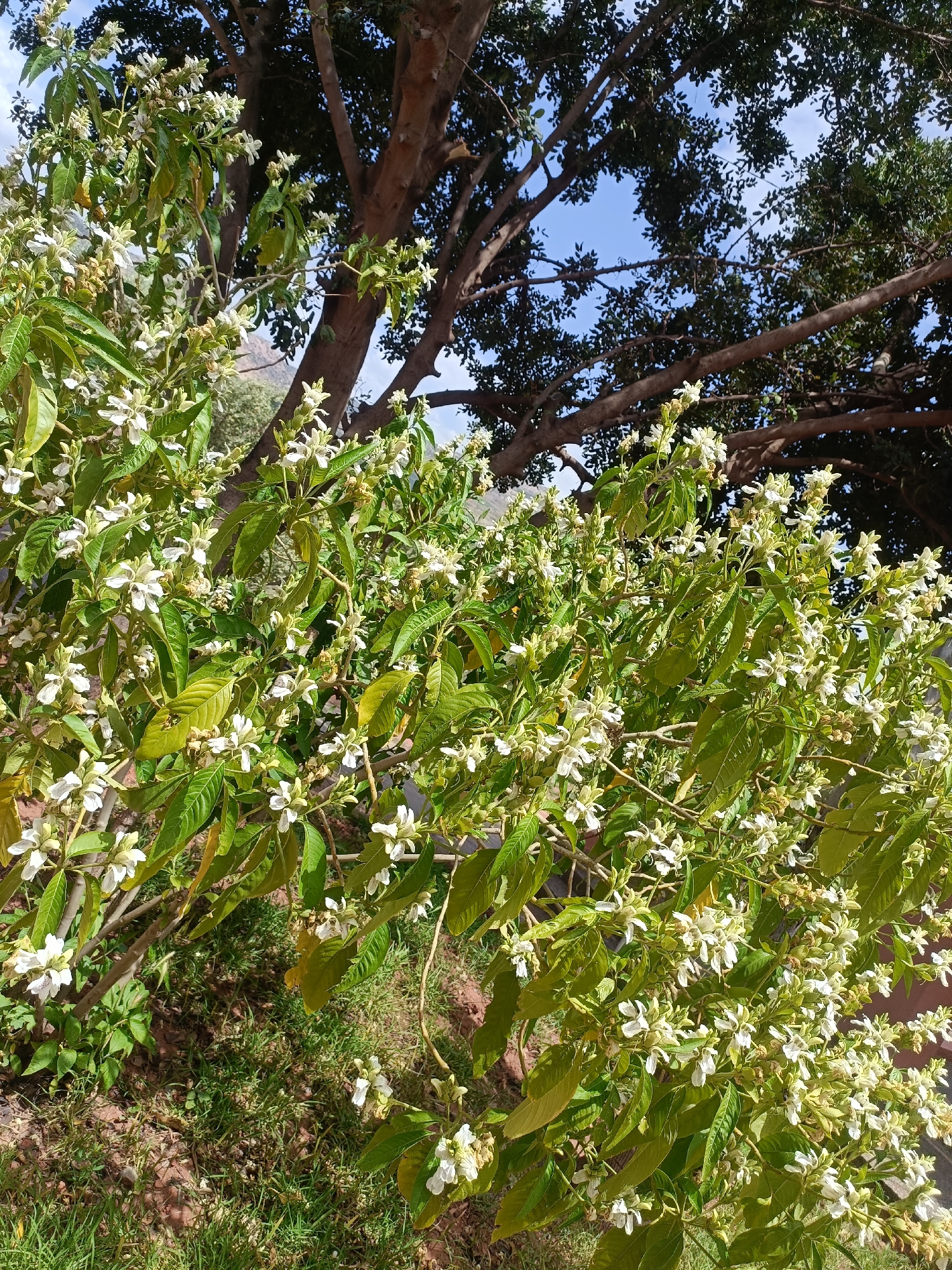 The image shows a flowering bush with white blossoms and green leaves. The bush is positioned in front of two trees, one with light brown branches and the other with a thick canopy of dark green leaves. Through the trees, there is a hint of blue sky. The bush appears to be growing in a grassy area. The location is identified as Unknown, Unknown.