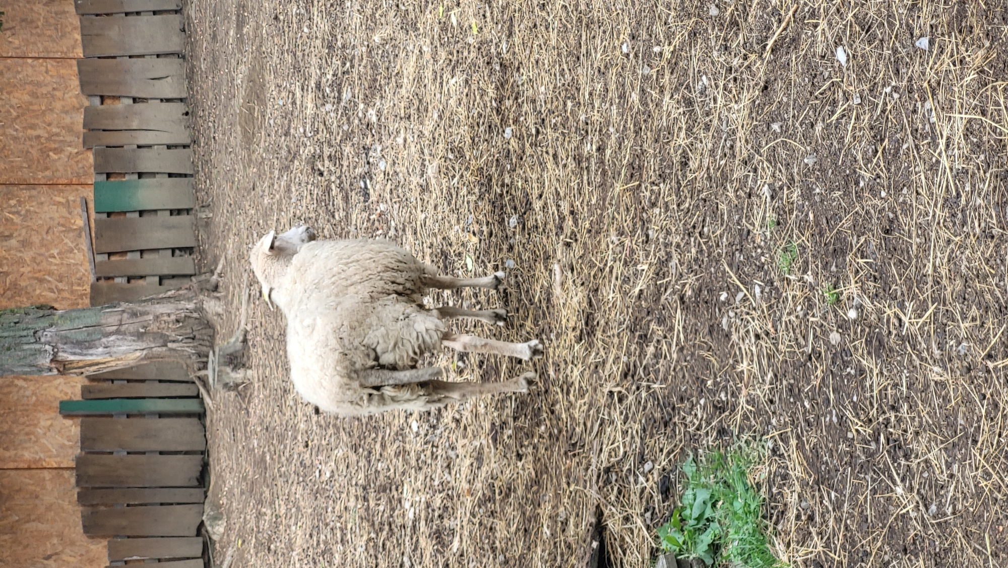 A sheep stands in a muddy, straw-covered enclosure. The sheep is facing away from the camera, with its rear end in view. The enclosure is surrounded by a wooden fence, and a large tree with a rough bark stands behind the sheep. The ground is uneven and littered with straw and small stones. The image appears to have been taken outdoors, possibly in a rural area or a zoo. There are no other animals or people visible in the frame. The overall impression is one of a farm or an animal enclosure.