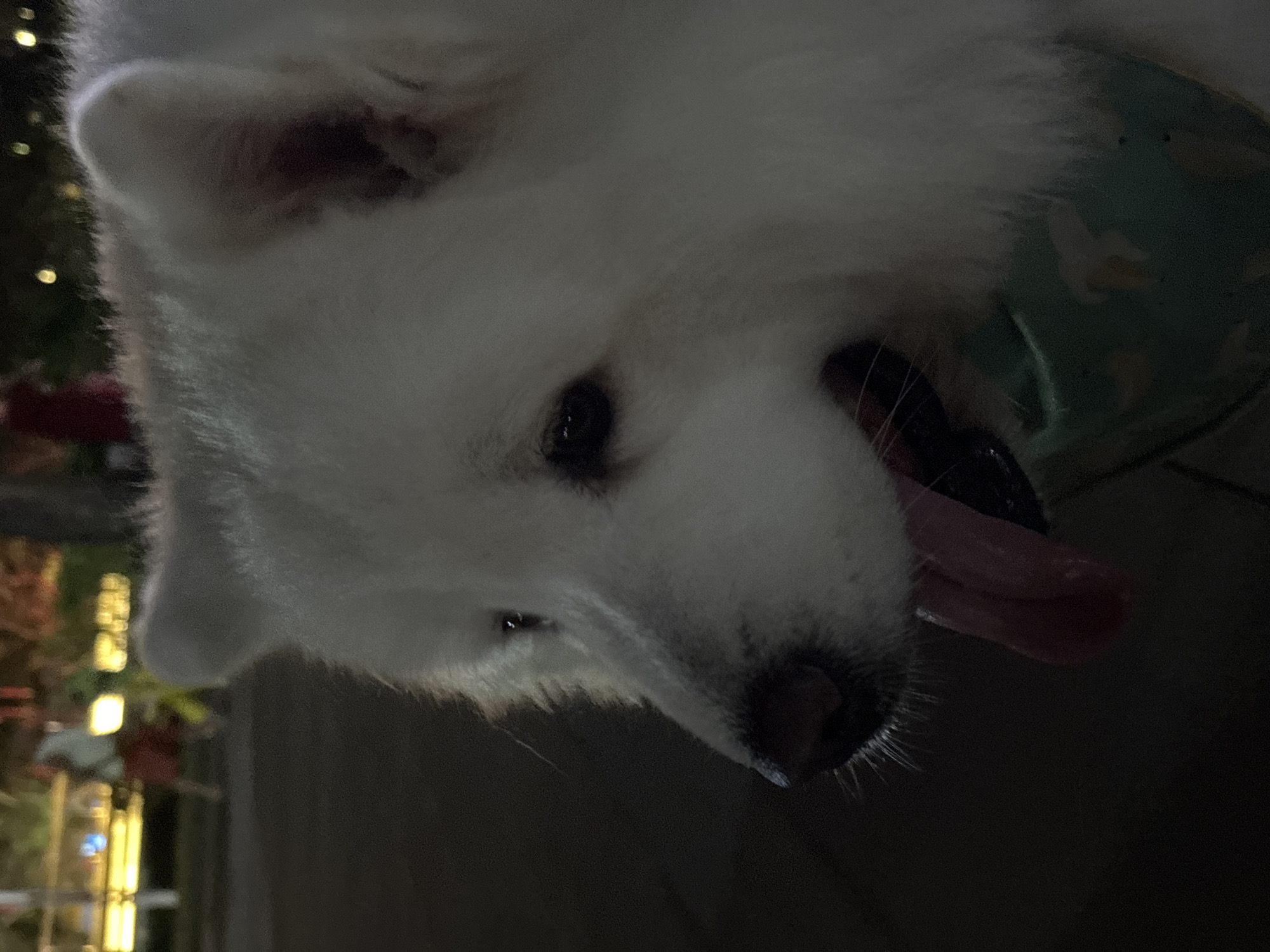 A close-up, low-light photograph captures a white dog's head and upper body, facing left. The dog has its tongue slightly out and appears to be wearing a green bandana with yellow markings. In the blurred background, lights from what appears to be a city street or park in Jiyang District, China, are visible, along with indistinct figures of people.