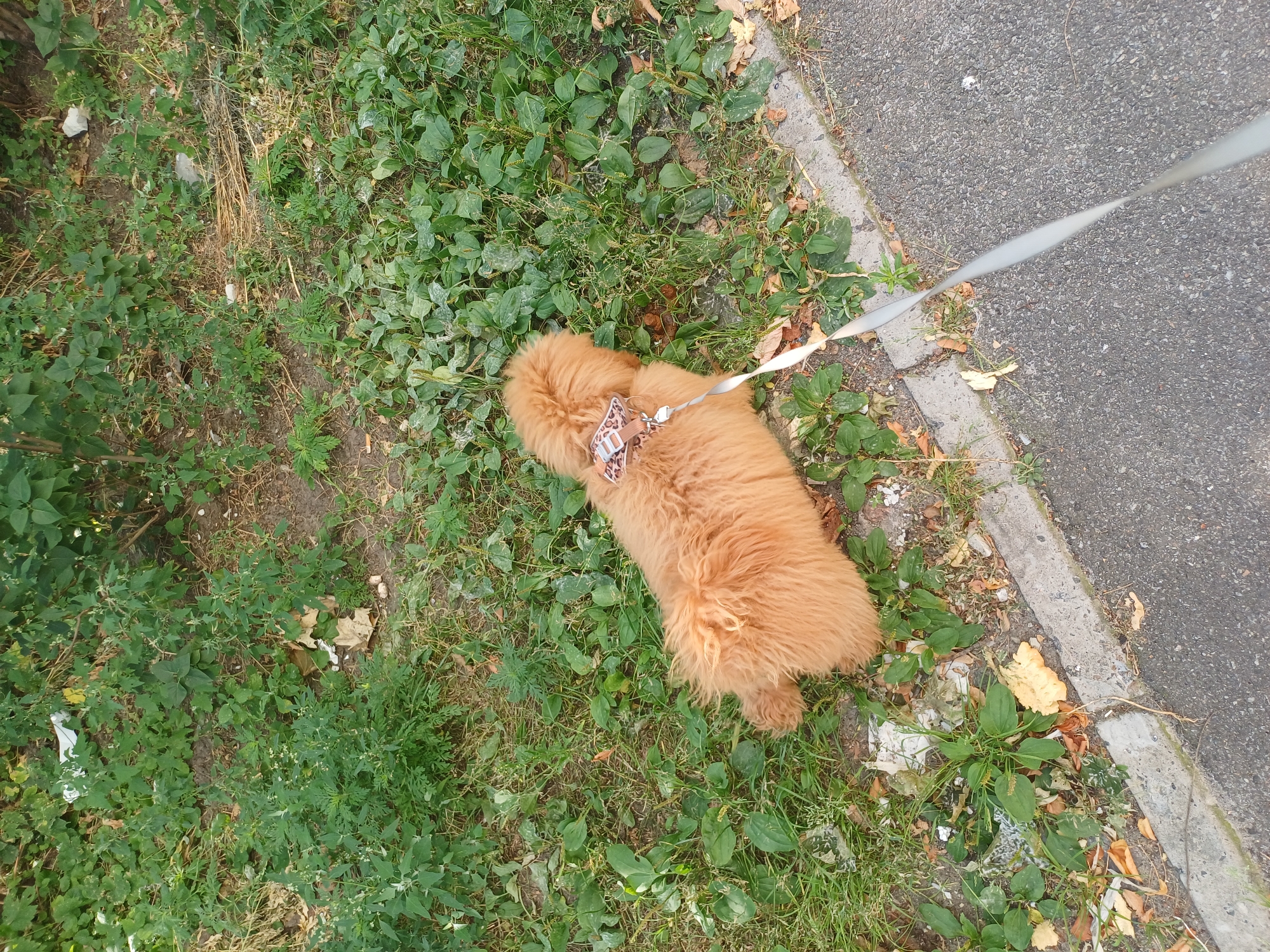 A medium-shot, overhead perspective shows a fluffy, ginger-colored dog on a leash being walked on a sidewalk next to a grassy area. The dog is facing away from the camera and towards the grass. The dog is wearing a leopard-print harness. The leash is a pale gray and extends out of the frame to the right. The ground is a mixture of asphalt and grass with some fallen leaves scattered throughout. The background consists of more greenery and some dry vegetation. The scene appears to be an outdoor urban environment, possibly a park or residential area.