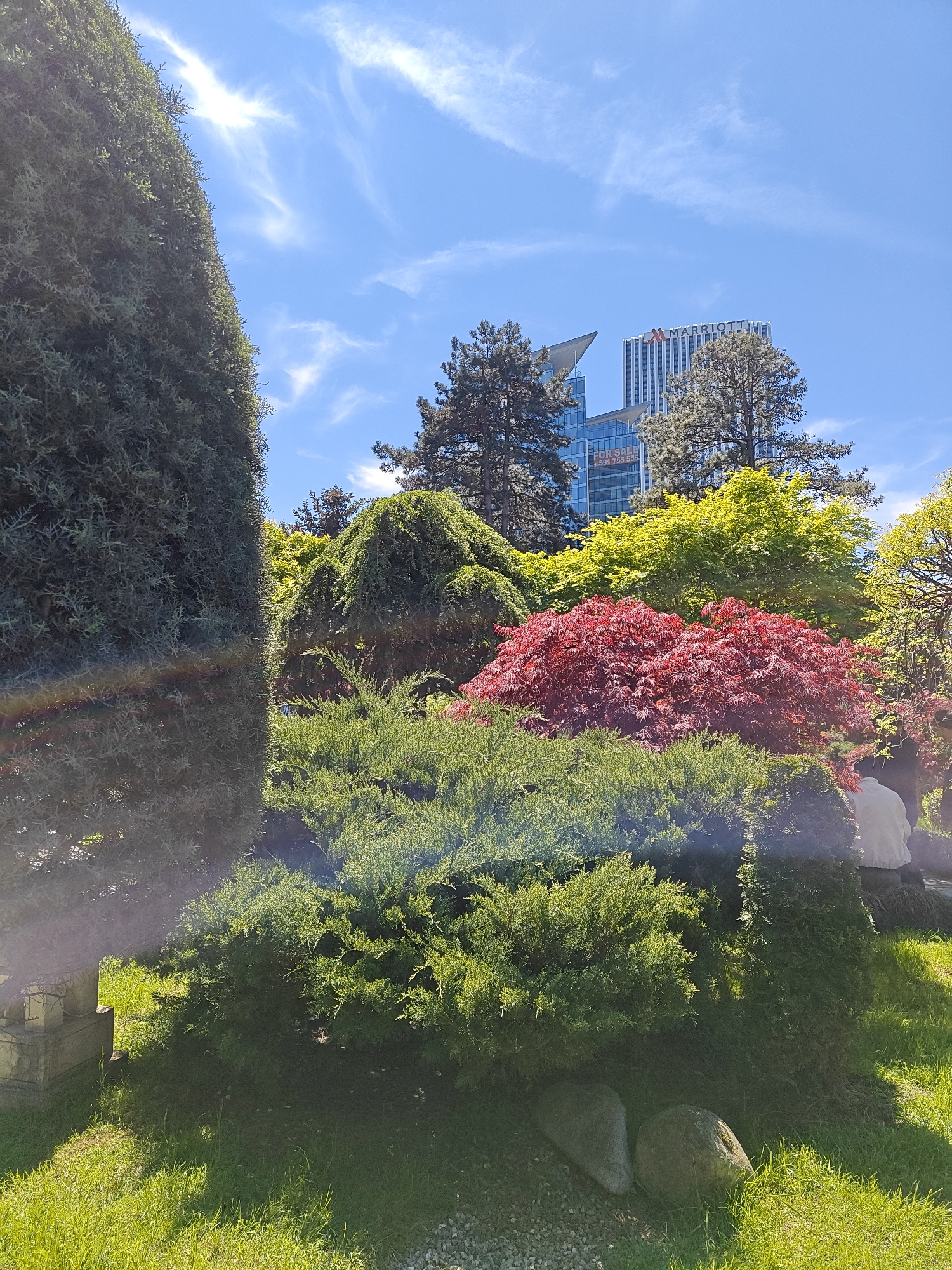 The photograph depicts a colorful park scene in Batumi, Georgia, set against a backdrop of modern buildings under a partly cloudy sky. The foreground features lush green grass and various shrubs, including a prominent red maple tree. To the left, a tall, dark green evergreen tree frames the scene. A few people are subtly visible in the background, appearing to be enjoying the park. Two smooth, gray stones sit in the grass. The buildings in the background are tall and appear to be hotels or office buildings, including one with "MARRIOTT" displayed prominently on its top.