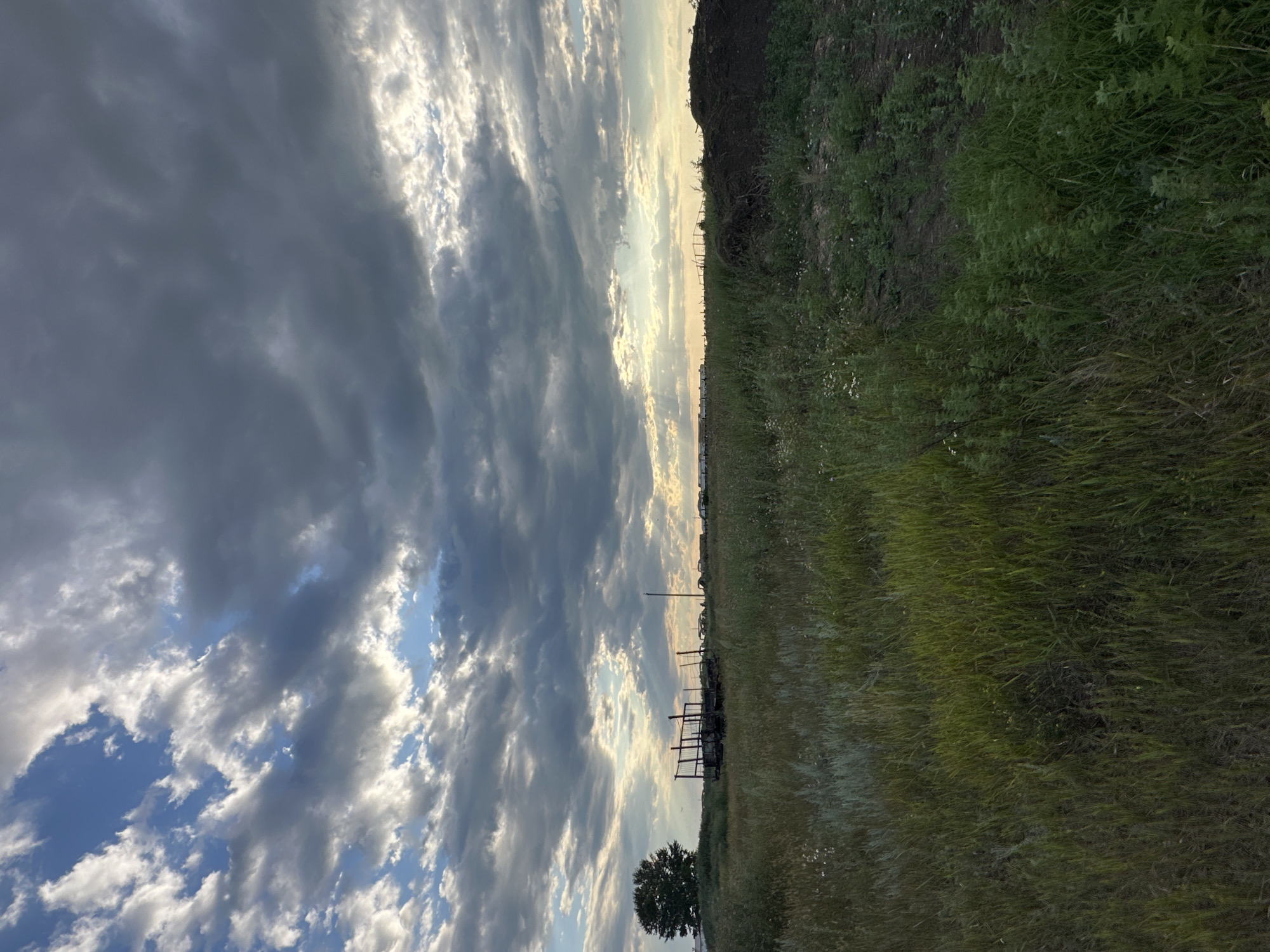 This is a full shot, taken outdoors in a field, likely in the city of Bayagiz, Kazakhstan. The sky is filled with dramatic, dark clouds, with patches of bright blue sky visible and shafts of sunlight breaking through. In the middle ground of the image, there is a flatbed trailer with some metal scaffolding. To the left, a lone tree stands tall. In the far distance, what appear to be homes or structures can be seen. The foreground is a dense field of tall green grass and other vegetation, with some scattered white wildflowers. The terrain is uneven, with a slight rise towards the right side of the image where a pile of dark soil or compost is visible. The overall impression is one of a rural, possibly slightly unkempt, landscape under a dynamic sky. There are no people visible in the image.