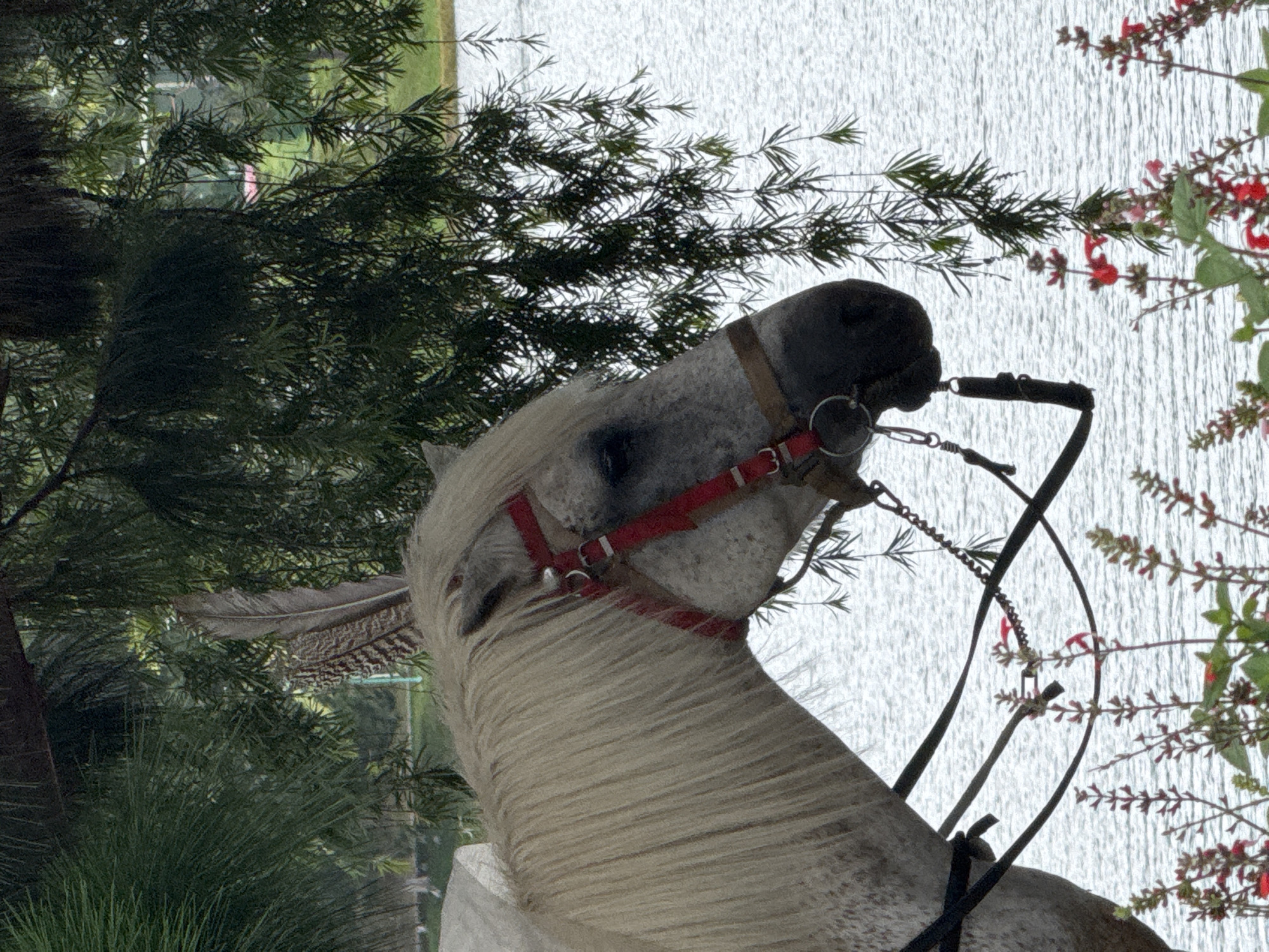 A dappled gray horse with a flowing blonde mane is positioned in the foreground, its head and neck visible in profile. The horse wears a red halter and bridle, with a single feather adorned to its forelock. Behind the horse, a calm body of water stretches into the distance, its surface rippled. Lush green foliage, including drooping branches and pine needles, creates a natural canopy over the scene. In the lower part of the frame, small red flowers bloom amongst green stems. The overall setting suggests a serene park or natural landscape, likely within a city, possibly a location like Xuan Huong Lake in Da Lat, Vietnam, known for its scenic beauty and recreational horse rides.