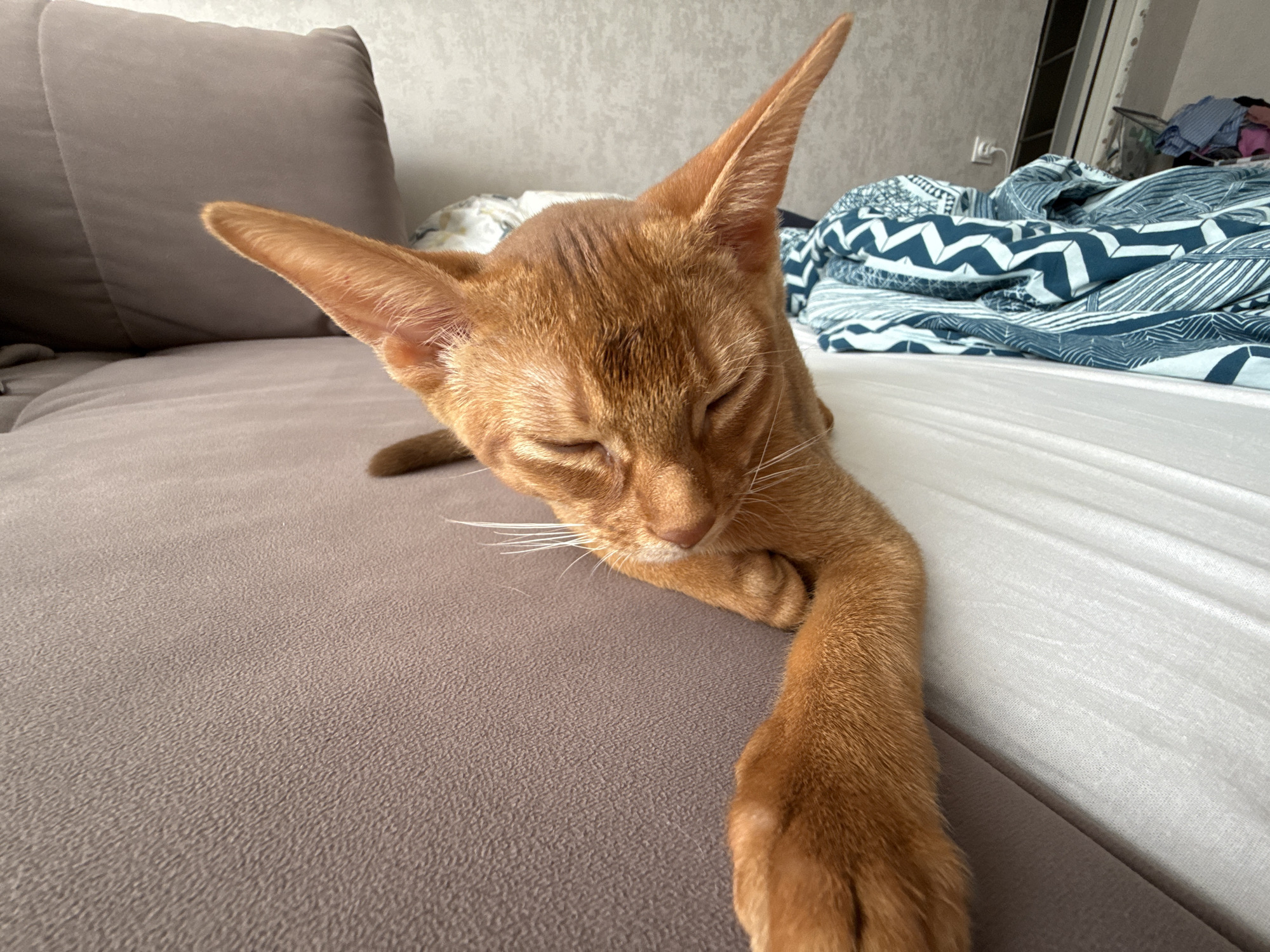 The image shows an orange Abyssinian cat sleeping on a bed. The cat is lying on its side with its eyes closed and one paw extended. The bed has white and blue patterned bedding. In the background, there is a grey upholstered couch and a wall with a light switch. The scene appears to be indoors, likely in a bedroom. There is no indication of the location in the city of Stary Oskol, Russia.