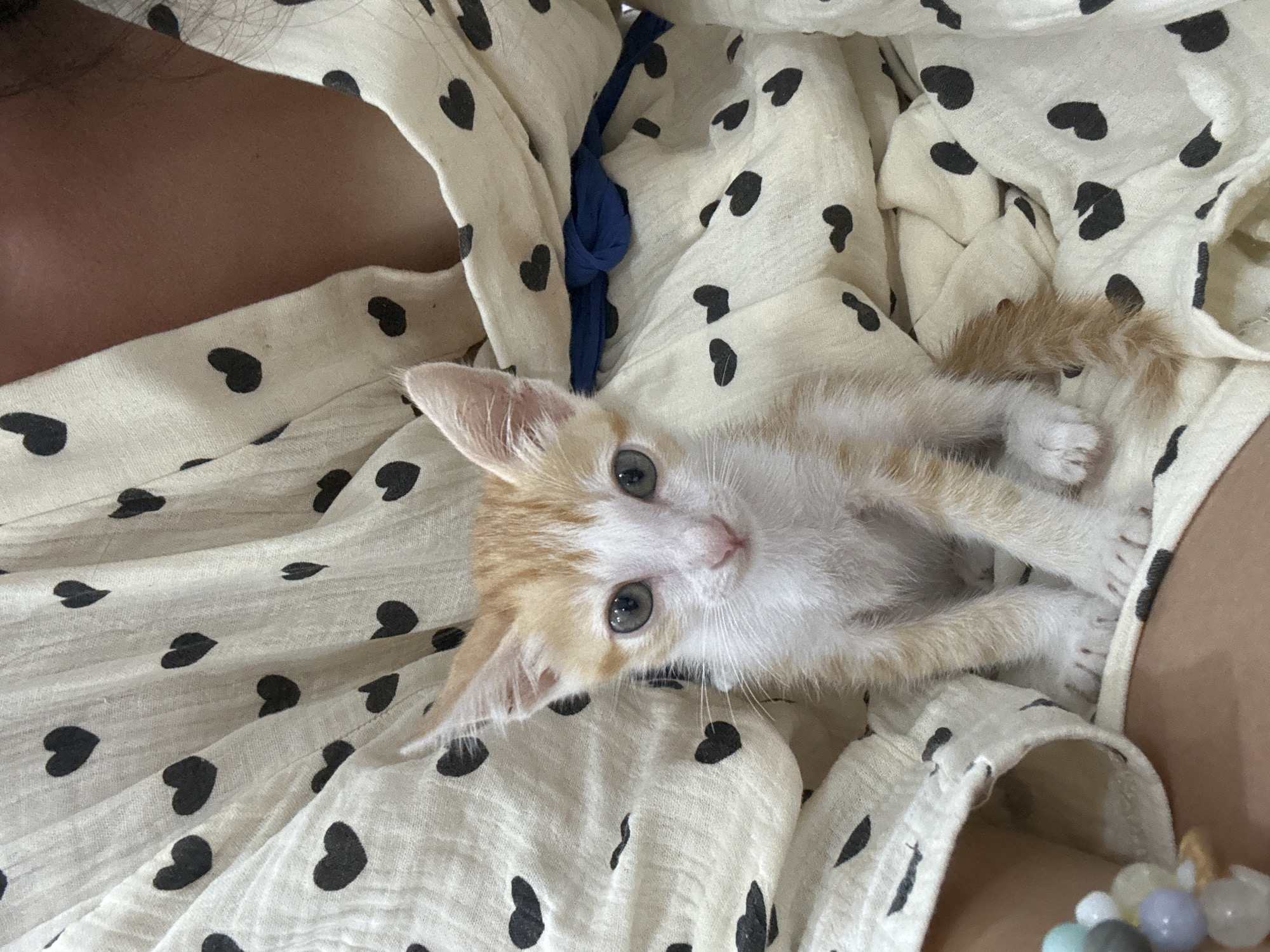 A small, orange and white kitten is lying on a person's lap, which is covered in a white, heart-patterned garment. A blue drawstring is visible. A strand of beads is also visible near the bottom right corner of the image. The location is unknown and therefore cannot be identified as Mũi Né, Vietnam.