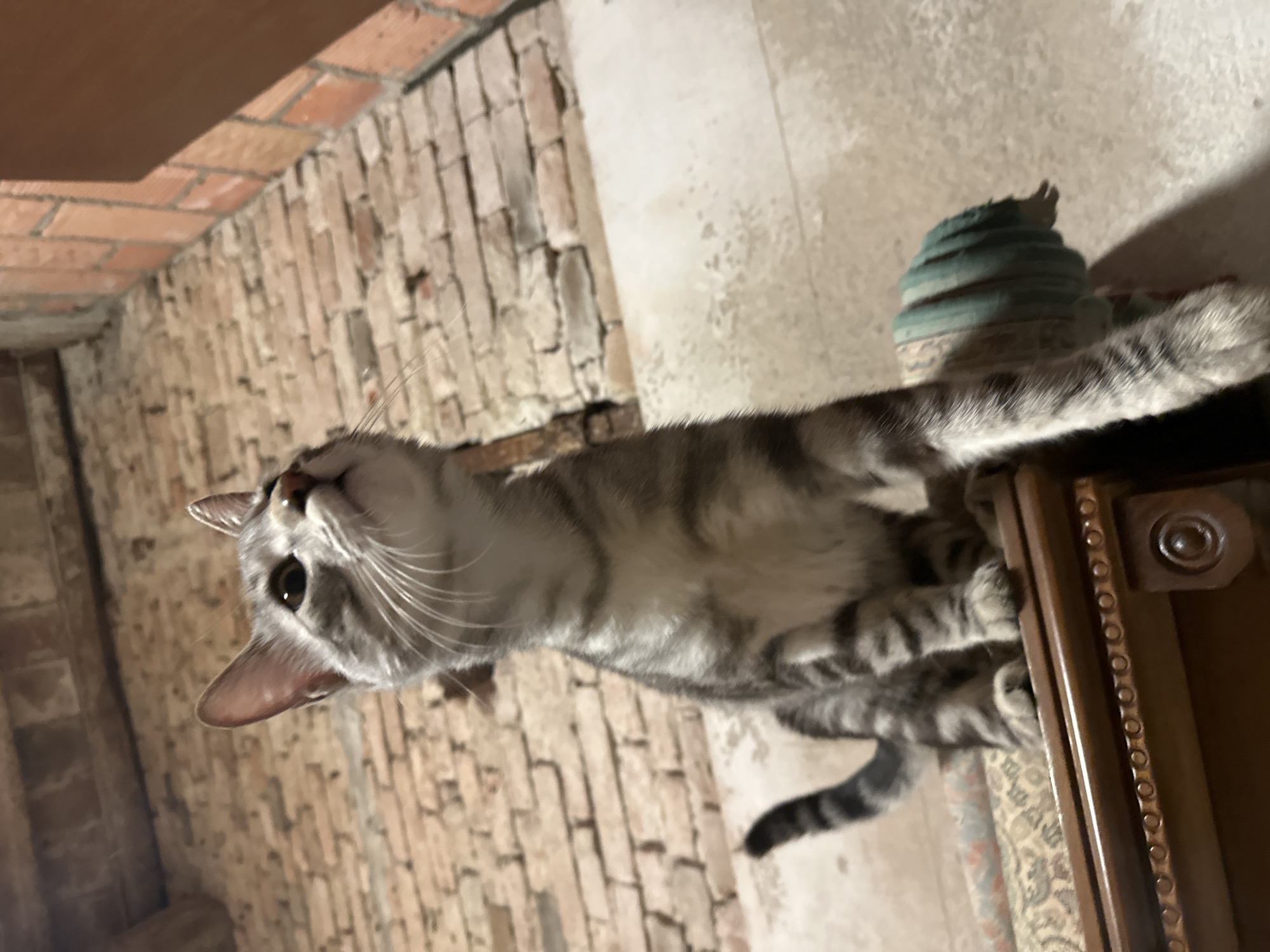 A grey tabby cat is the primary subject, seemingly perched atop a piece of furniture, possibly a dresser, which is visible at the right edge. The cat's head is positioned towards the lower left corner of the image. The background consists of exposed brickwork. There is a stack of indistinct green objects in the upper right area of the frame. No people are visible. While the prompt mentions Villa Pasquali, Italy, there are no specific visual cues in the image itself that confirm this location.