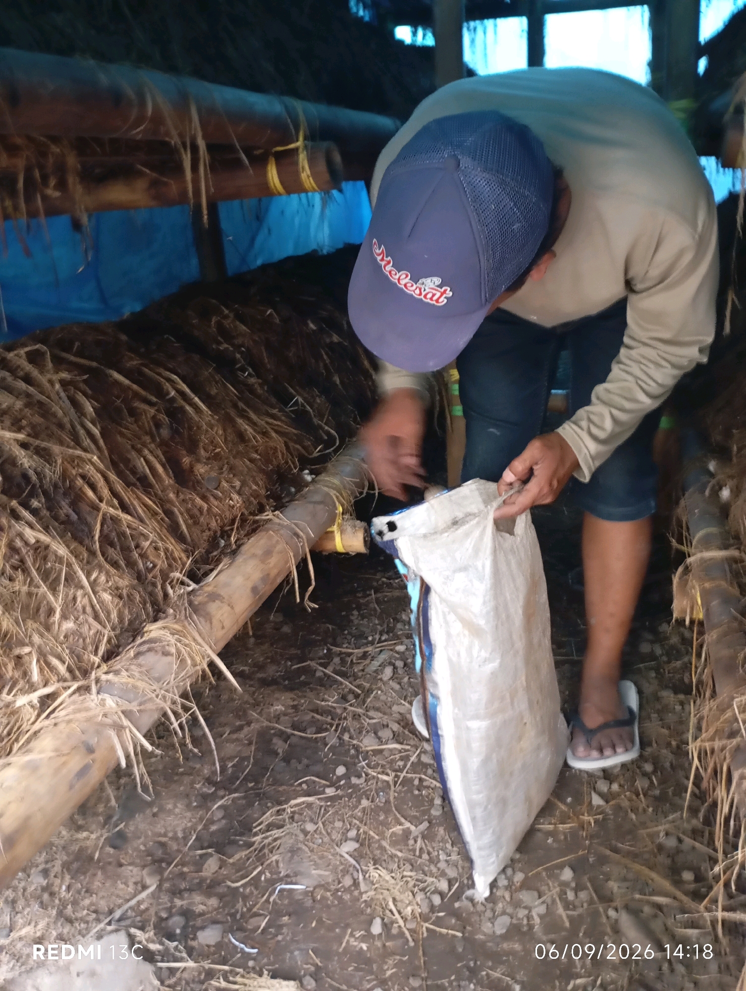 In Rambipuji, Indonesia, a person wearing a light-colored long-sleeved shirt, dark pants, a blue cap with "Melesat" written on it, and flip-flops is bending over. The person is holding a white plastic bag with blue trim, appearing to be either filling it or emptying it. The surroundings are a rustic structure with bamboo poles and what appears to be dried plant matter. The ground is dirt with straw and small debris. The image also shows a timestamp in the bottom right corner: "06/09/2026 14:18" and "REDMI 13C" in the bottom left.