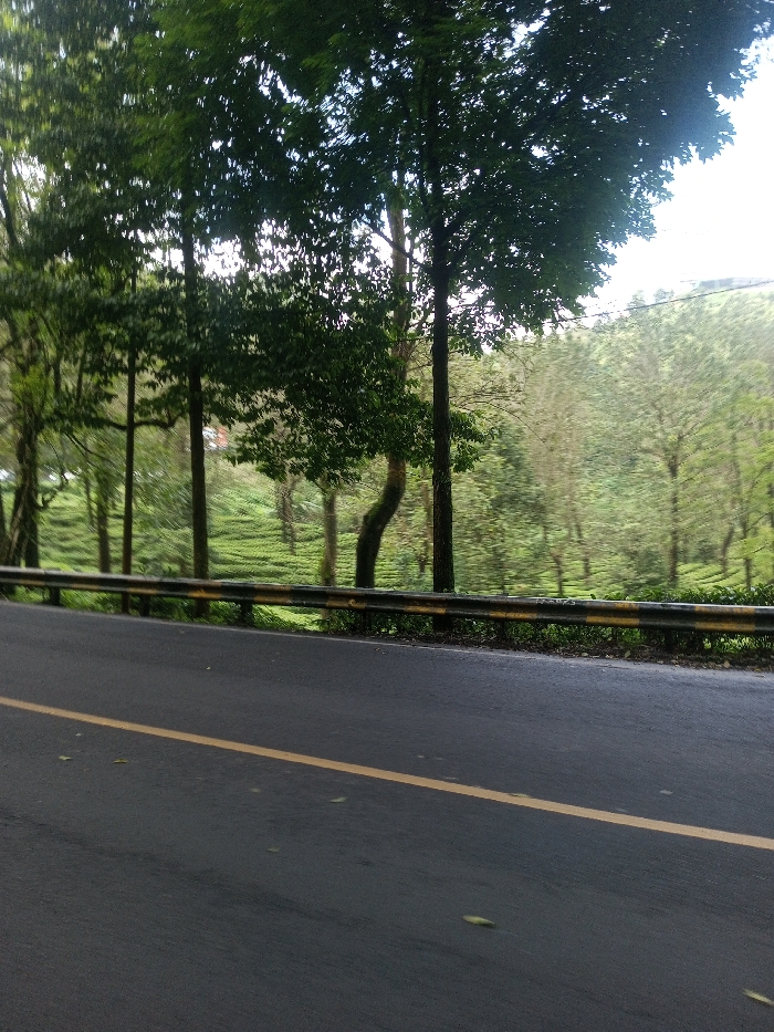 A paved road with a yellow line curves into the distance. A metal guardrail runs along the roadside, separating the road from a verdant landscape of trees and a distant hillside. The trees are lush and green, with sunlight filtering through their leaves. Some appear to be cultivated tea bushes, tightly arranged. The sky is overcast, and the overall scene evokes a sense of tranquility and natural beauty.