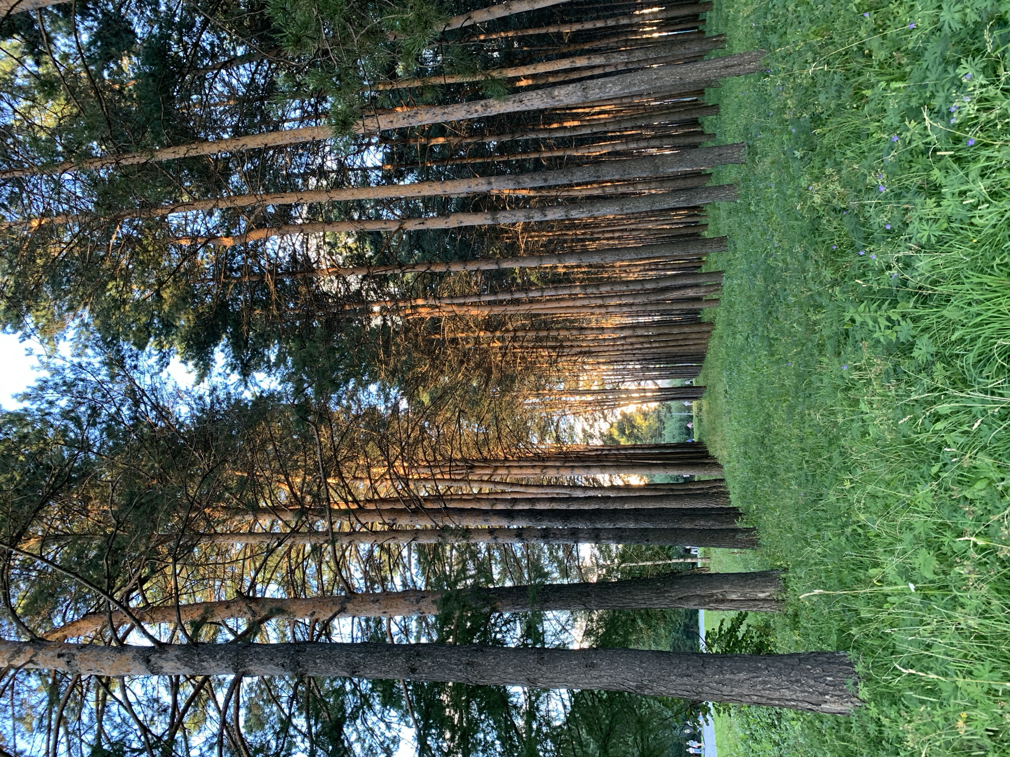 The image captures a dense pine forest with tall, slender trees forming parallel rows. Sunlight filters through the branches, casting a warm glow on the tree trunks and illuminating the lush green grass and undergrowth. In the distance, a road is visible, with a few people walking and a vehicle. The scene suggests a serene park or natural area. This image is from the Prokopyevsk Mineral Processing Plant park in Prokopyevsk, Russia.