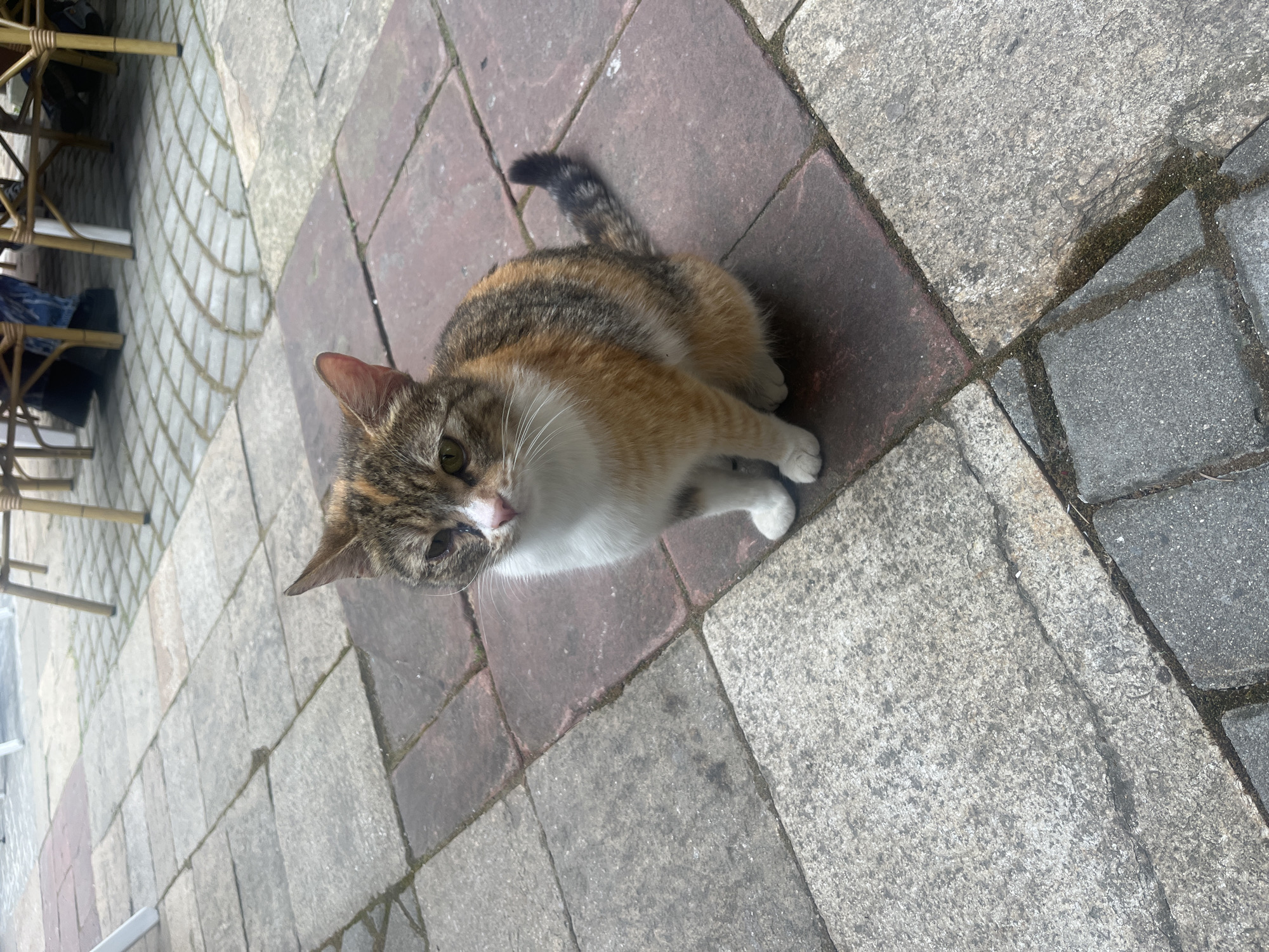 A tricolored cat rests on a brick and stone paved surface in an outdoor setting. The cat has a white chest and paws, with brown and gray fur on its back and head. The bricks are mostly red, with some gray stones interspersed. A table with chairs is partially visible in the background, and the scene appears to be outdoors. The location is Stara Zagora, Bulgaria.