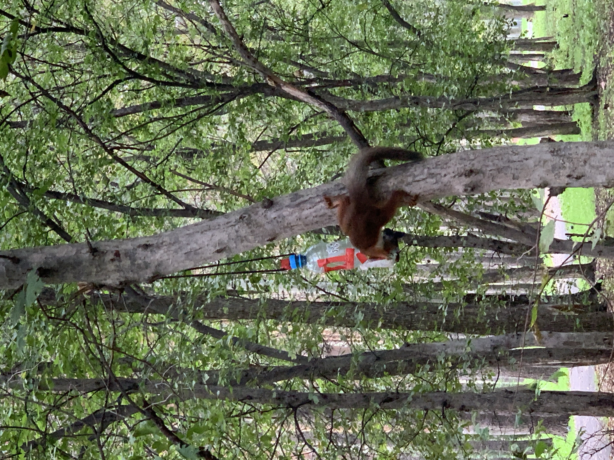 The image captures a squirrel in a forest setting, likely within the city of Prokopyevsk, Russia, given the context of the request. The squirrel, with its reddish-brown fur and bushy tail, is positioned on the trunk of a tree, facing away from the viewer and towards a homemade bird feeder. The feeder, constructed from a plastic bottle with red tape accents and a blue cap, is suspended by a dark cord from a branch above. The squirrel's hind legs are gripping the tree trunk, and its body is angled as if it is either approaching or has just finished interacting with the feeder. The background is dominated by a dense forest with numerous trees, their trunks varying in thickness and their branches laden with lush green leaves, creating a natural, verdant environment. The ground beneath the trees is covered with fallen leaves and some patches of grass. The lighting suggests it is daytime, with diffused light filtering through the canopy.