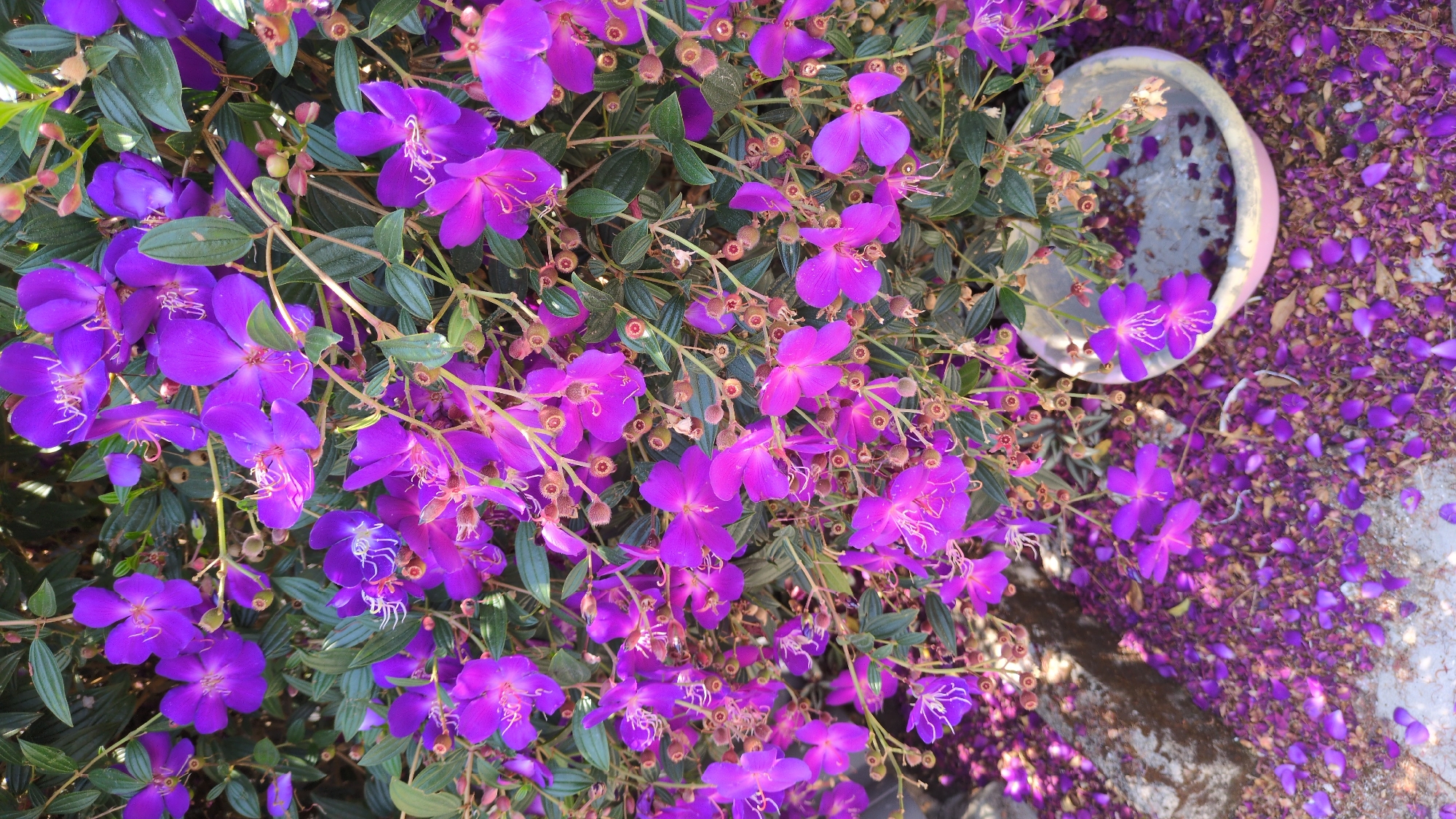 The image shows a cluster of purple flowers, possibly Tibouchina urvilleana, alongside a white or light-colored pot. Fallen purple petals are scattered on the ground, suggesting the flowers are actively blooming and shedding. The environment appears to be outdoors, possibly a garden or landscaped area. The presence of a pot and the nature of the vegetation suggests a cultivated rather than a purely wild environment. The exact location in Da Lat, Vietnam is not discernible from the image alone.
