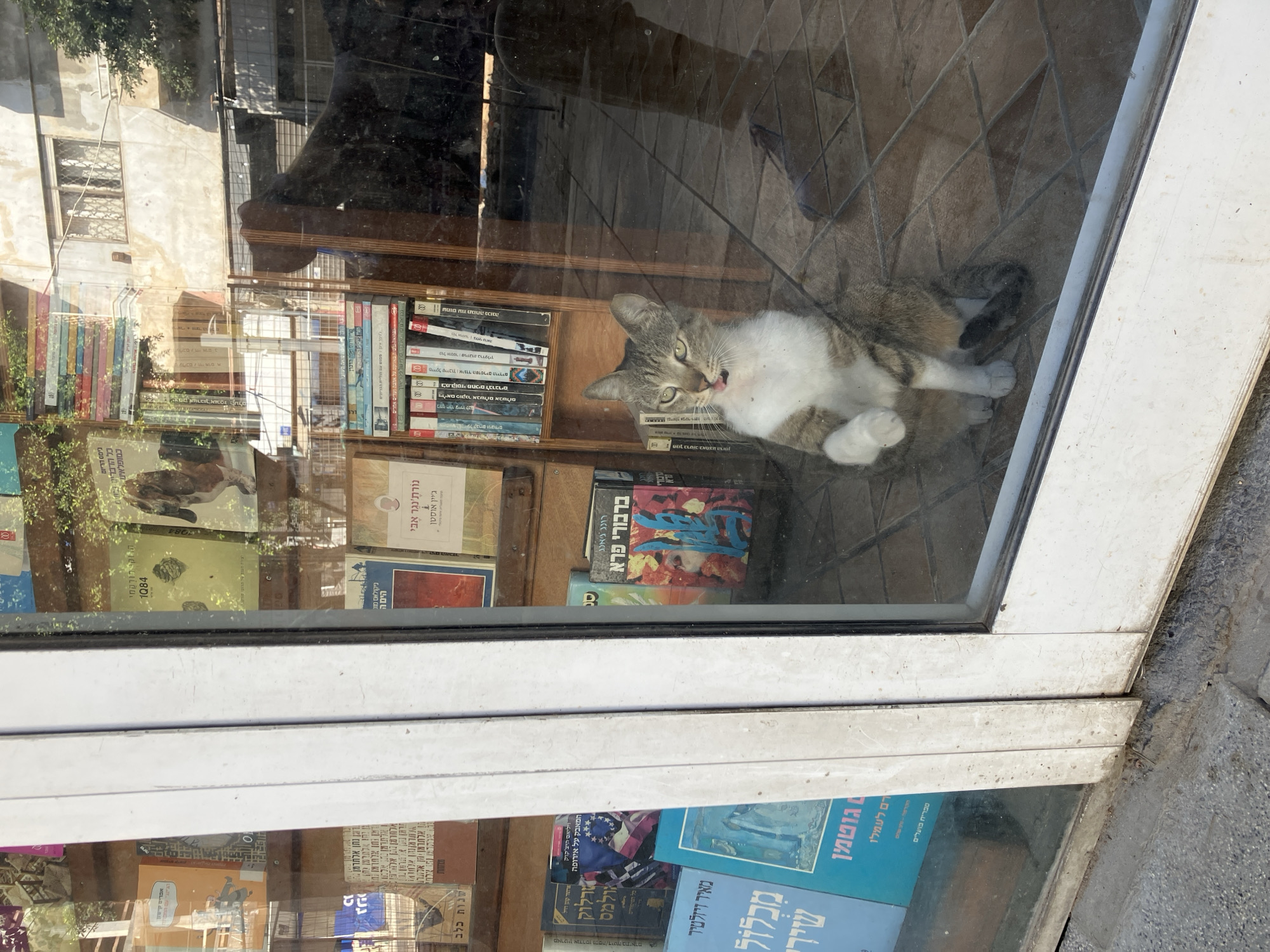 A cat lies on a shelf in a bookstore in Tel Aviv, Israel. The cat is gray and white with a pink tongue sticking out. The shelves are lined with books, some of which are in Hebrew. The bookstore is seen through a window, and there is a reflection of a person and buildings. The storefront is dirty.