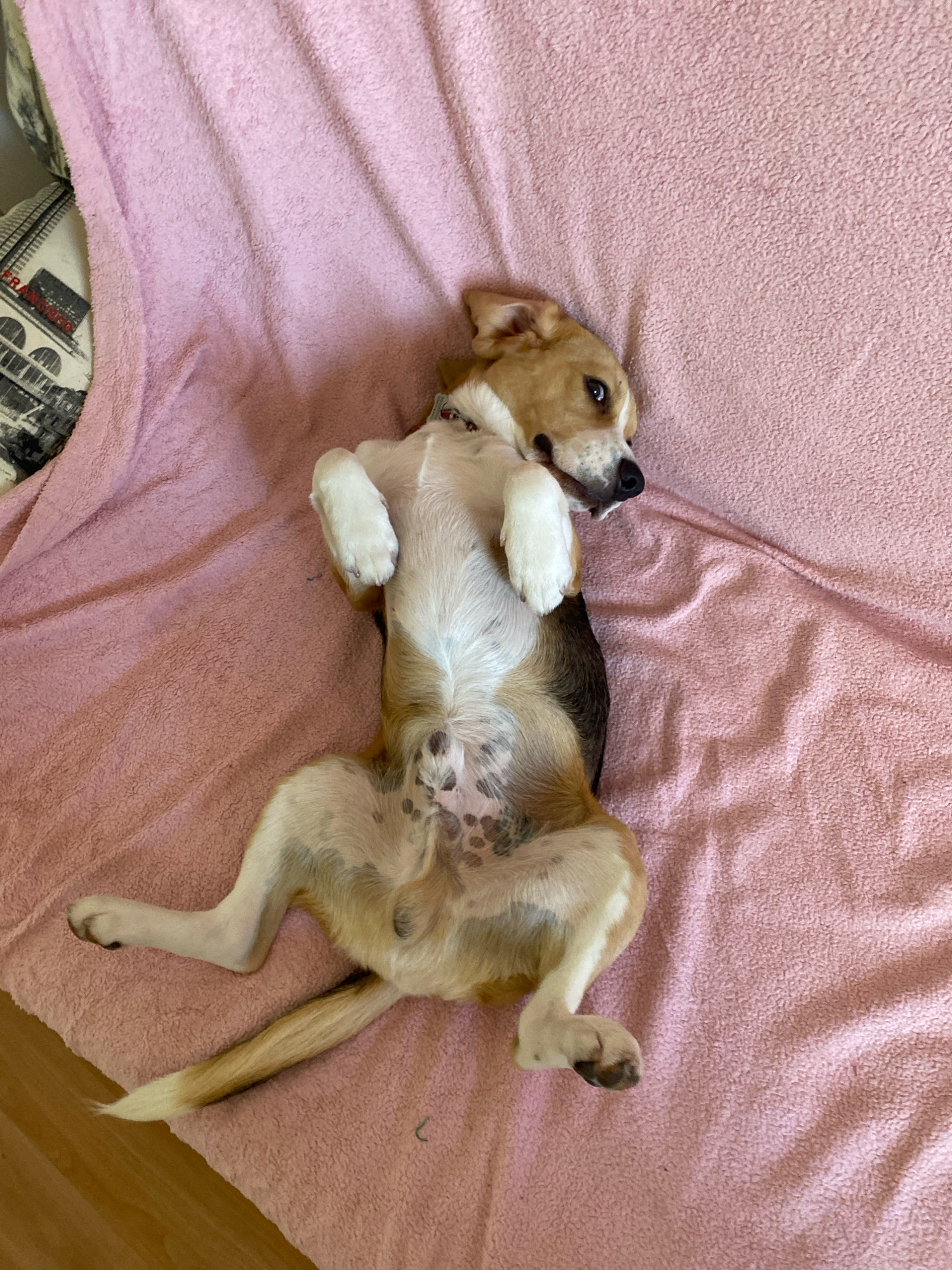 A medium-sized dog with tan, white, and black markings is lying on its back on a pink, textured blanket. The dog's paws are raised, and its belly is exposed, showing dark spots. The dog's head is turned to the right, with its eyes looking away from the camera. The blanket is draped over what appears to be a sofa, with a glimpse of a pillow with a black and white cityscape pattern on the left side of the image. The floor beneath the sofa is visible on the bottom left. The image quality suggests it was taken indoors. There is no information to determine the location in the city of Perm, Russia.