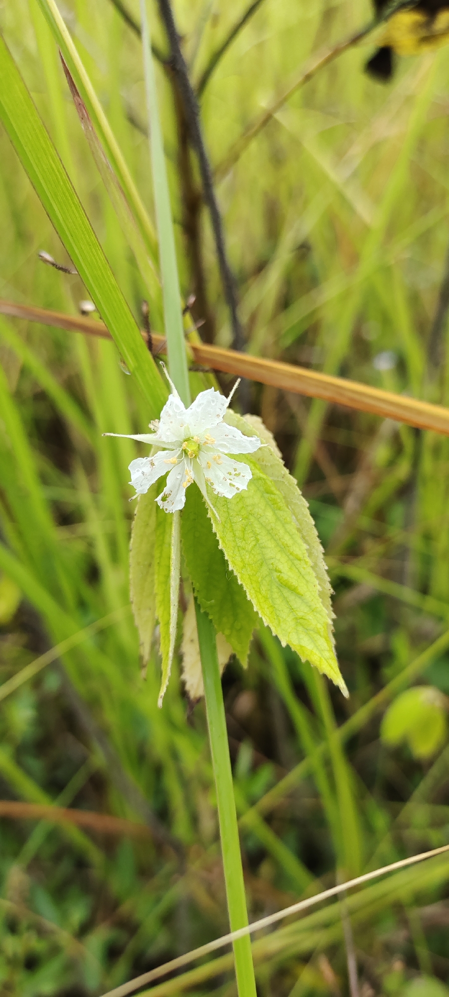 A close-up, eye-level, vertical shot captures a single, delicate white flower with yellow stamen, possibly a species of Hibiscus, blooming amidst lush green foliage. The flower is in sharp focus, its petals slightly ruffled and speckled with tiny water droplets, suggesting a recent rain or dew. It is supported by a thin, green stem and rests on two textured, light green leaves that show a slightly serrated edge. The background is a soft blur of green grasses and some brown, dried plant matter, indicating an outdoor natural setting. The lighting appears to be natural daylight, casting a gentle illumination on the flower. No people are visible in the image. The scene is likely located in a natural or park-like area within Lhokseumawe, Indonesia, given the tropical flora.