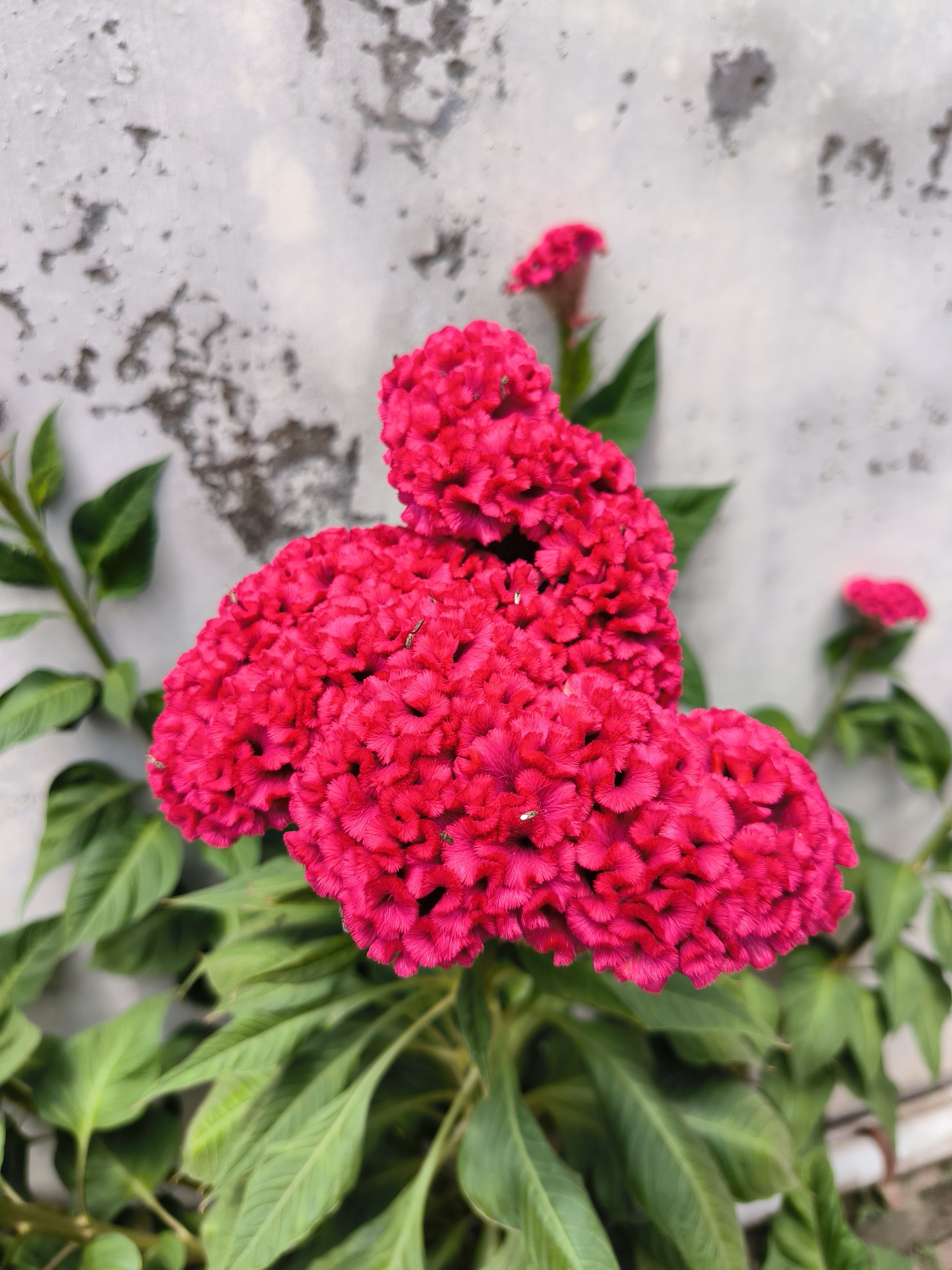 The image shows a close-up view of a cluster of vibrant pink Cockscomb flowers, also known as Celosia cristata. The flowers have a distinctive ruffled, velvety texture. They are surrounded by lush green leaves. In the background, a textured, light-colored wall with some dark splotches is visible. The scene is likely located outdoors in Lhokseumawe, Indonesia, given the provided location context. There are no people or animals clearly visible in the frame, only a few small insects on the flowers. The lighting suggests it is daytime.