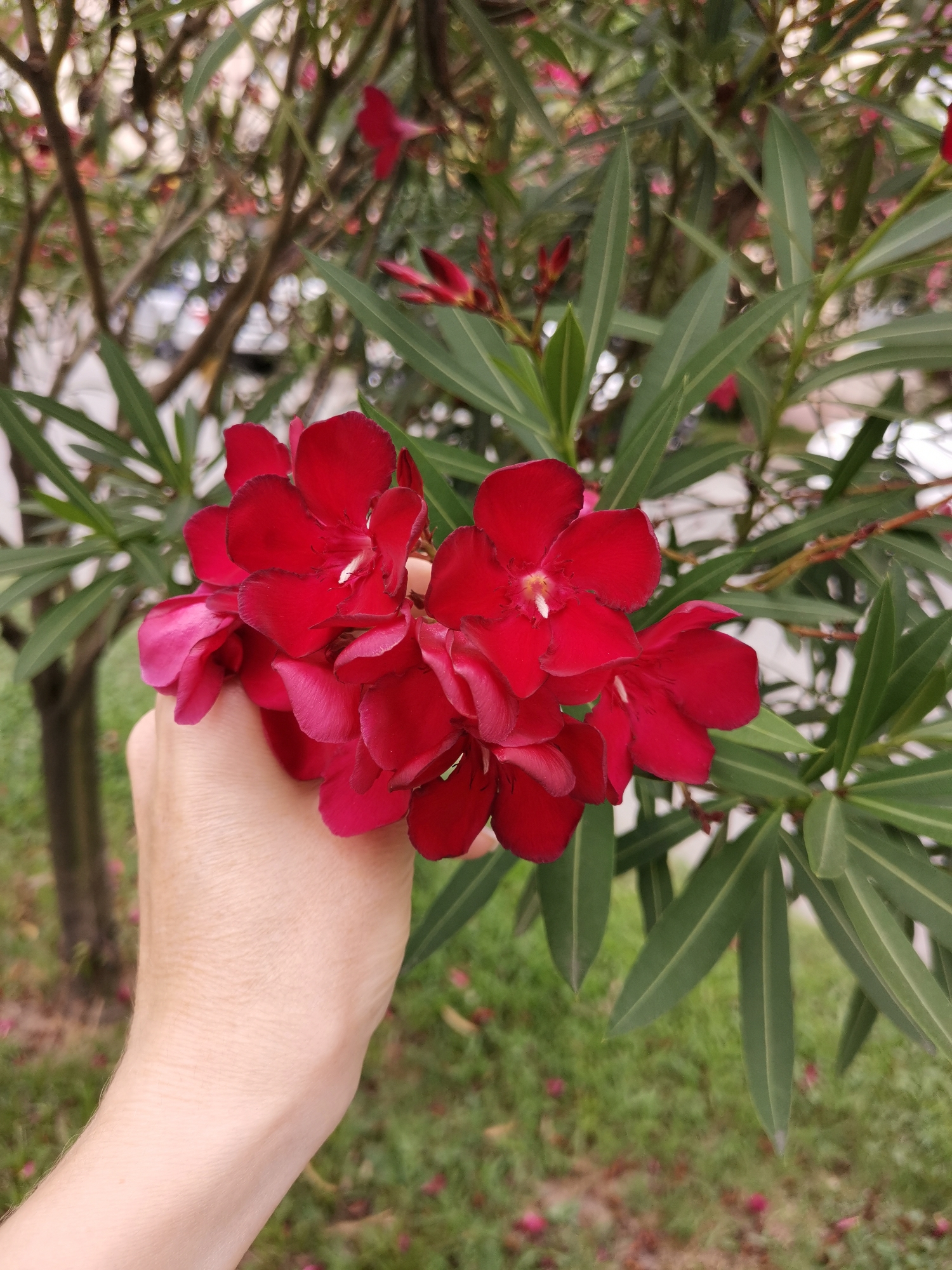 In the city of Sochi, Russia, a hand holds a cluster of vibrant red oleander flowers. The flowers are in full bloom, with five prominent blossoms visible and several more in the background. The hand, with visible veins and skin texture, is positioned in the lower left quadrant of the image, gently cradling the flowers. The background is a blur of green foliage from the oleander plant, with hints of tree trunks and a grassy area speckled with fallen pink petals. The overall impression is one of nature's beauty captured in a close-up shot.