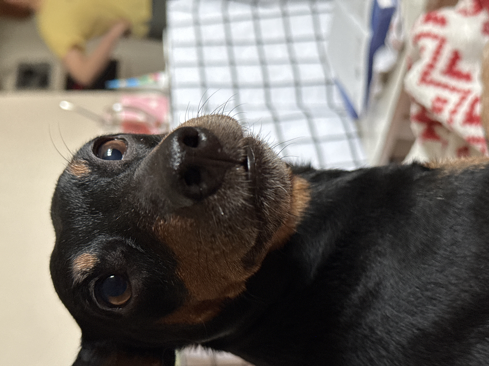 The media file displays a close-up, Dutch angle portrait of a small, short-haired dog, likely a Dachshund, with black and tan markings. The dog's head is tilted, and its gaze is directed intently towards the viewer, conveying curiosity and attentiveness. Its prominent features include a black nose, dark, reflective eyes, and visible whiskers around its muzzle. The fur is predominantly black on its body and head, with distinctive reddish-brown patches on its eyebrows, muzzle, and under its chin.
The background is significantly blurred, indicating a shallow depth of field, which keeps the focus sharply on the dog. In the upper left quadrant of the background, a person wearing a yellow top is partially visible, their form indistinct. Behind the dog's head, a light-colored textile with a prominent white grid pattern, possibly a tablecloth or dish towel, is discernable. Further to the right, another blurred fabric object displays a red and white geometric pattern, possibly a blanket or towel.
The setting appears to be an indoor domestic environment, suggested by the household items in the background. The lighting is soft and even, typical of an interior space, without specific cues to indicate a particular time of day beyond being well-lit. There is no visible text in the image. The overall impression is a candid and engaging moment with the pet.