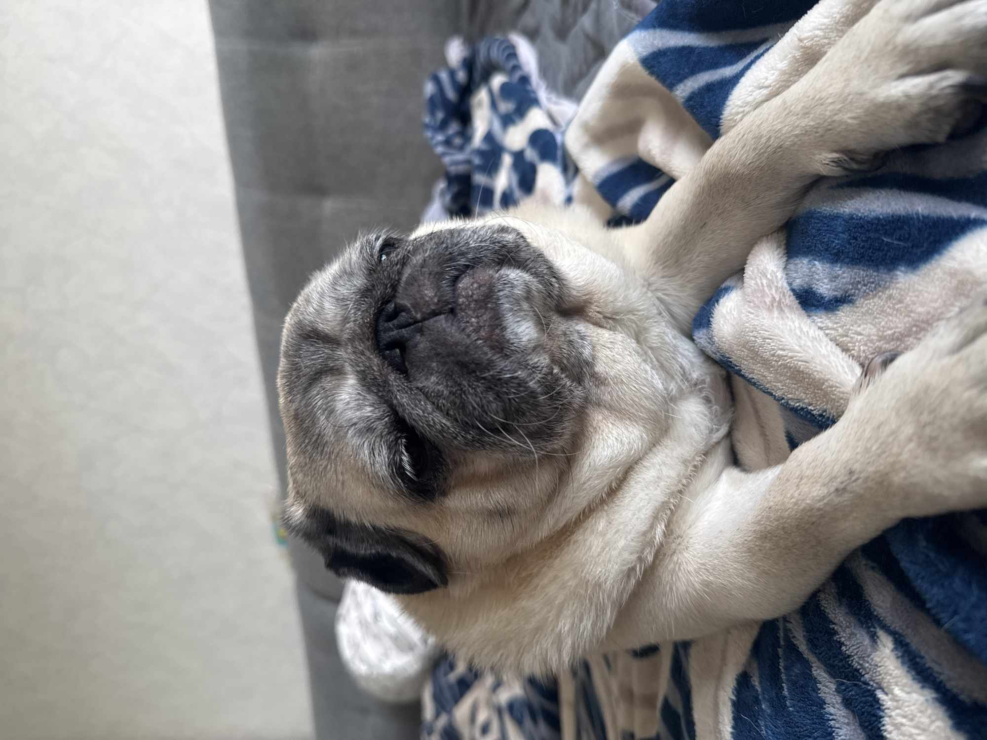 A pug dog is lying on a patterned blanket. The dog has fawn-colored fur with a black mask and ears. Its eyes are partially closed, and its head is slightly tilted. The blanket has a design of blue and white stripes and abstract shapes. In the background, a gray sofa is visible, and the wall behind it is light-colored. The scene appears to be indoors, likely in a domestic setting. The lighting suggests it might be daytime.