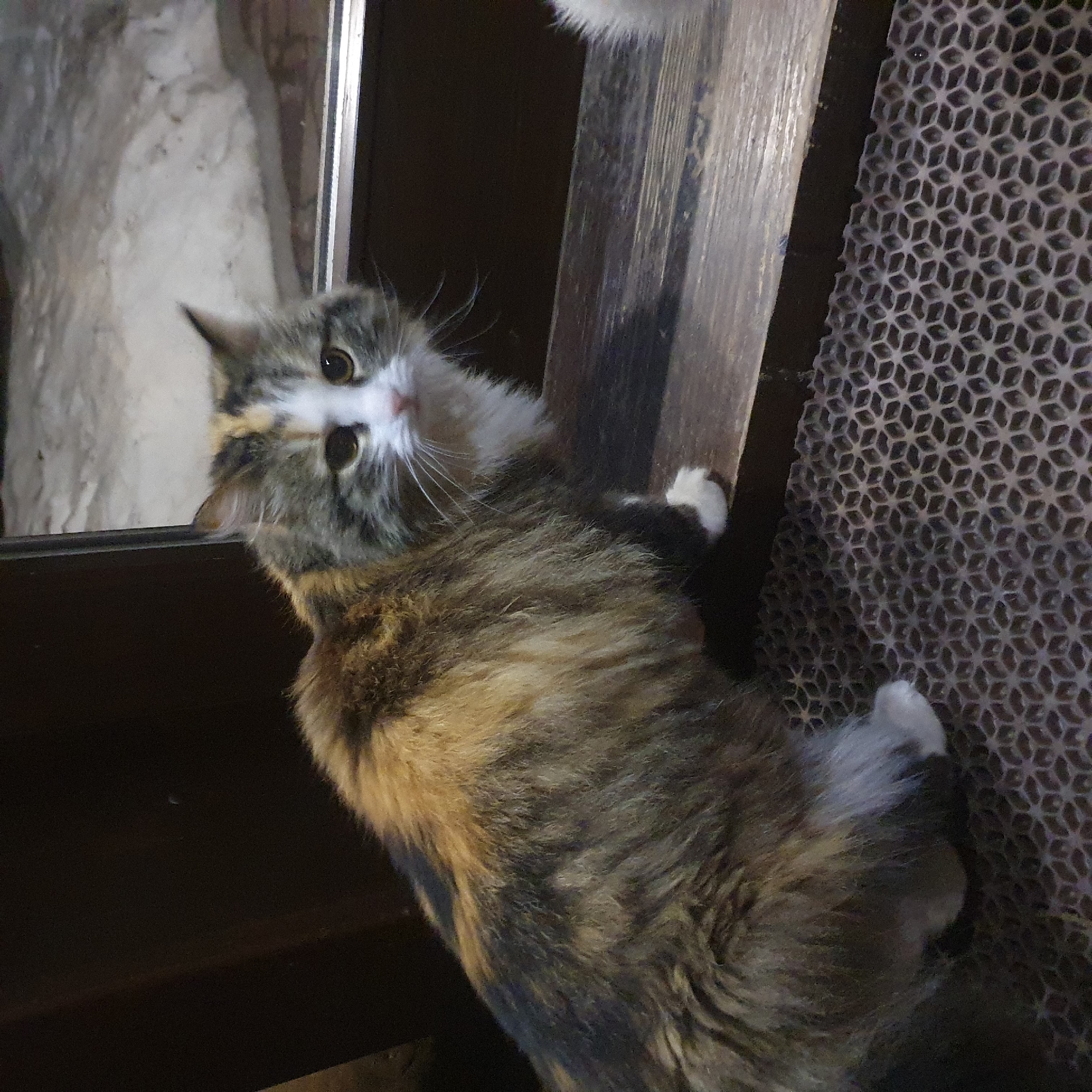 A medium shot depicts a cat with multicolored fur of black, brown, gray, and white. The cat is perched on a wooden structure. In the background, there is a dark brown object, possibly a door or cabinet. A textured surface of hexagons is also visible behind the cat. The location is unknown.