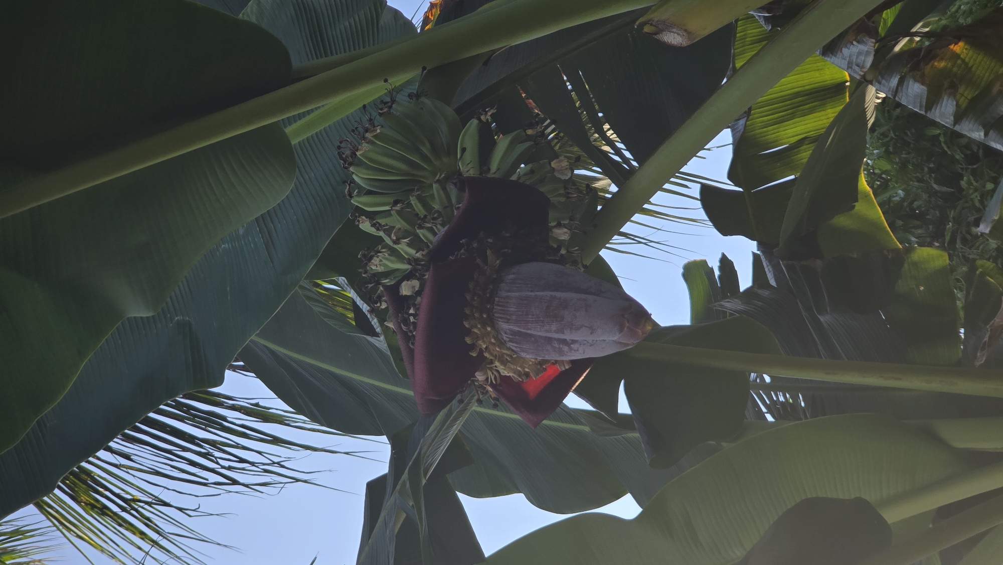The image captures a vibrant close-up of a banana plant, showcasing its fruit and flower, set against a clear blue sky. Dominating the frame are large, green banana leaves, some brightly illuminated by sunlight and others in partial shadow, creating depth.
At the center, a cluster of unripe, light green bananas hangs, still attached to the plant. Below the emerging banana bunch, the distinctive reddish-purple banana flower, also known as a banana heart or 'jantung pisang,' is clearly visible. Its outer bracts are partially peeled back, revealing layers of smaller, lighter-colored florets within. Sunlight catches the edge of the flower, giving it a subtle glow.
The scene depicts the natural growth cycle of the banana plant under clear weather conditions. The bright, even light suggests it is daytime, possibly morning or afternoon. Parts of what appear to be palm fronds are also visible in the upper and lower sections, intermingling with the banana leaves and adding to the tropical setting. There is no visible text in the image. The lush greenery and fruit growth are characteristic of the tropical environment of Seririt, Indonesia.