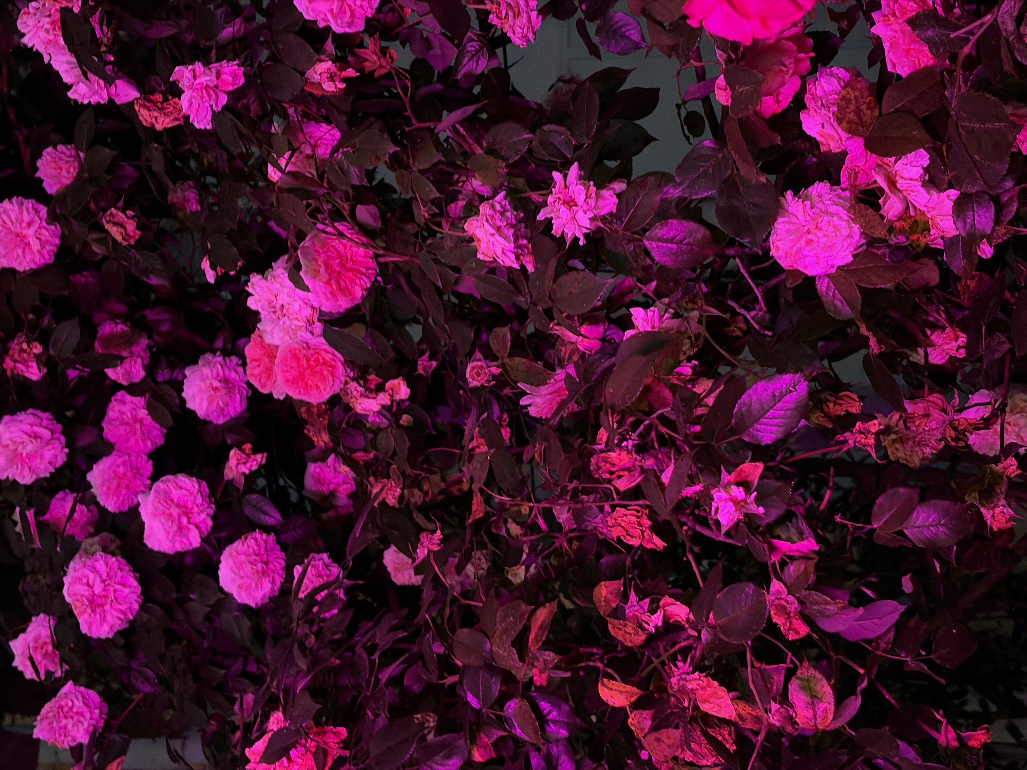 The media file is a close-up, overhead shot of a dense bush covered in pink roses. The roses are in various stages of bloom, with some fully open and others still in bud. The leaves of the bush are dark green, with some appearing almost black due to the lighting. The image is illuminated by a vibrant pink light, casting a dramatic and somewhat surreal glow over the entire scene.
The lighting suggests that this photograph was taken at night, possibly with artificial lighting used to enhance the color of the roses. The location is specified as Dongaron, Russia. There are no people or animals visible in the image, nor any text. The focus is entirely on the natural beauty of the roses and the effect of the unusual lighting. The overall impression is one of intense color and texture, with the velvety petals of the roses standing out against the dark foliage. Some of the roses appear slightly wilted, adding a touch of melancholic beauty to the otherwise vibrant display.