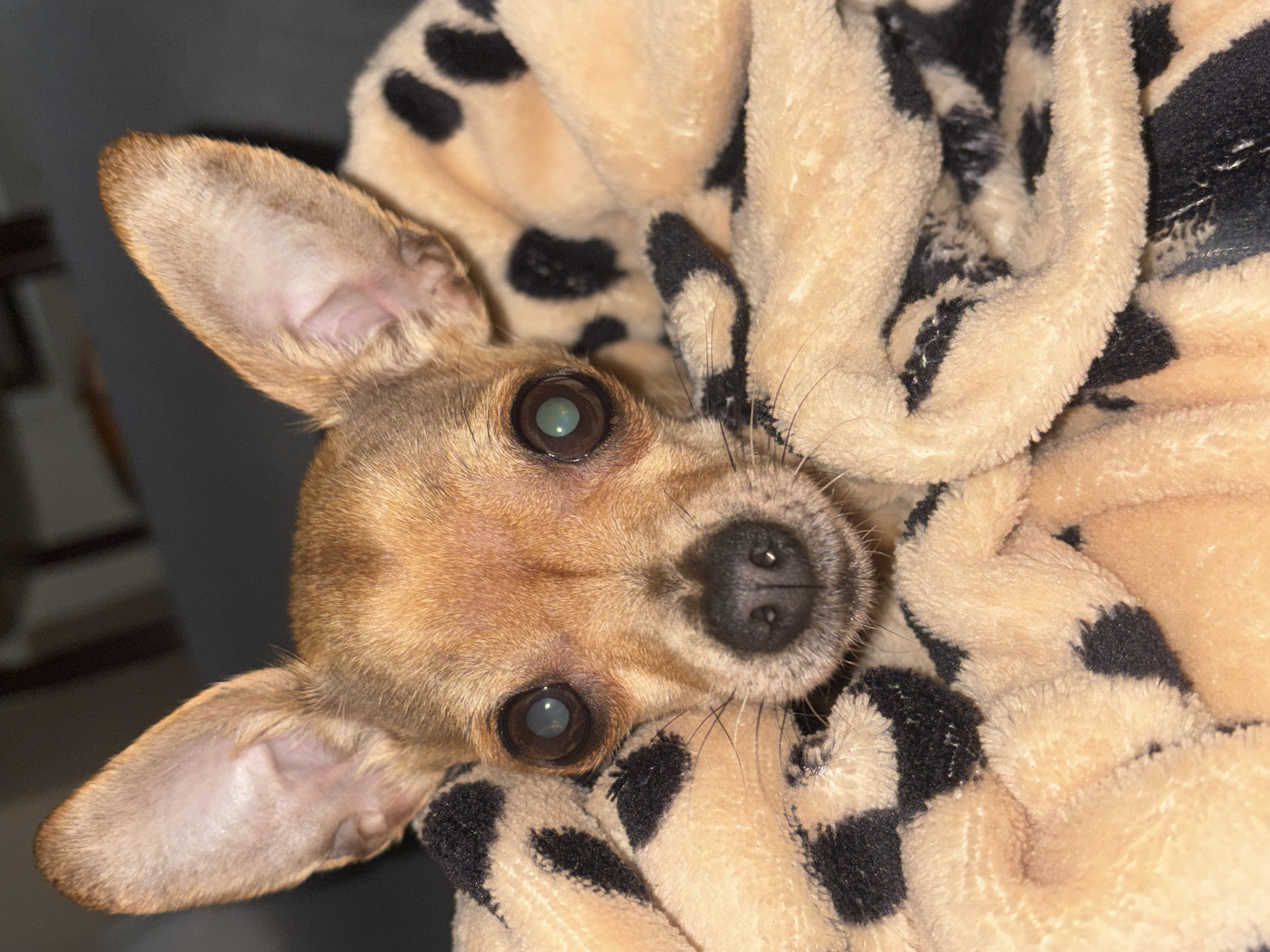 A tan chihuahua is wrapped in a tan and black patterned fleece blanket. The dog is facing the camera. The environment is likely indoors. There is no verifiable evidence indicating the location is in Plovdiv, Bulgaria.
