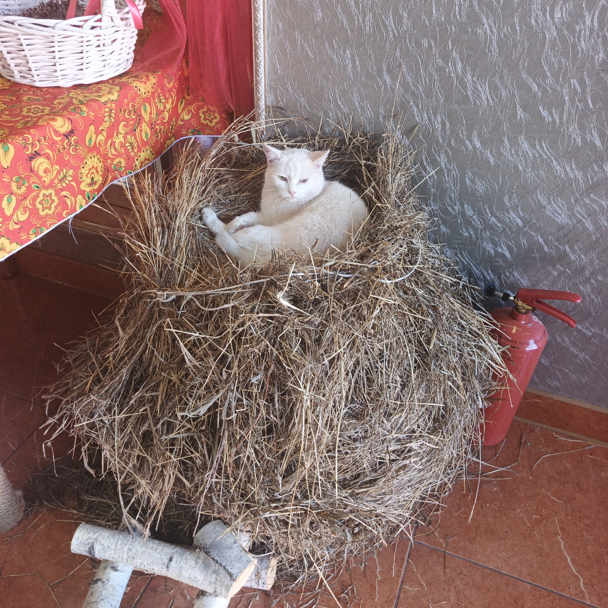 In Tatarskii Saraktash, Russia, a white cat is resting in a nest of straw. The cat is lying down, facing the camera with its eyes slightly open and its head tilted. The nest of straw is large and appears to be in a corner, next to a gray textured wall and a red fire extinguisher. To the left of the straw nest, there is a table covered with a red tablecloth adorned with yellow and gold floral patterns. A white woven basket is placed on the table. The floor is tiled in a reddish-brown color.
