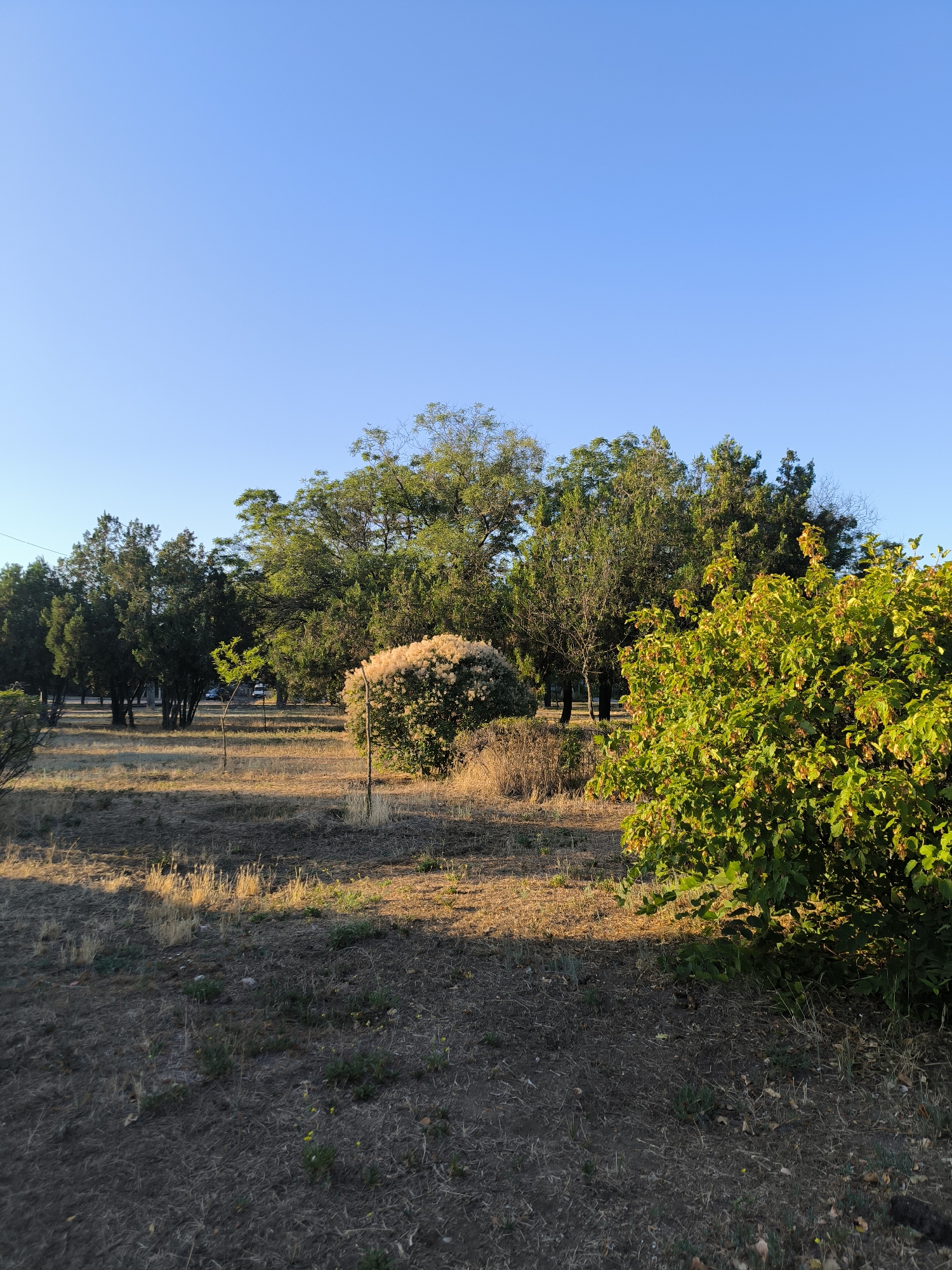 The image depicts a sunlit park area under a clear blue sky. In the foreground, dry grass covers the ground with scattered patches of green vegetation. Several trees and bushes are present throughout the scene, with a large, leafy green bush dominating the right side of the frame. To the left, a bush with feathery, light-colored foliage is visible, along with several tall, dark green evergreen trees. In the background, more trees form a dense line, and a few vehicles, including a white car and a darker vehicle, are parked further back. The lighting suggests it is either early morning or late afternoon. The scene is consistent with a park in Mykolaiv, Ukraine, likely a recreational or natural space within the city.