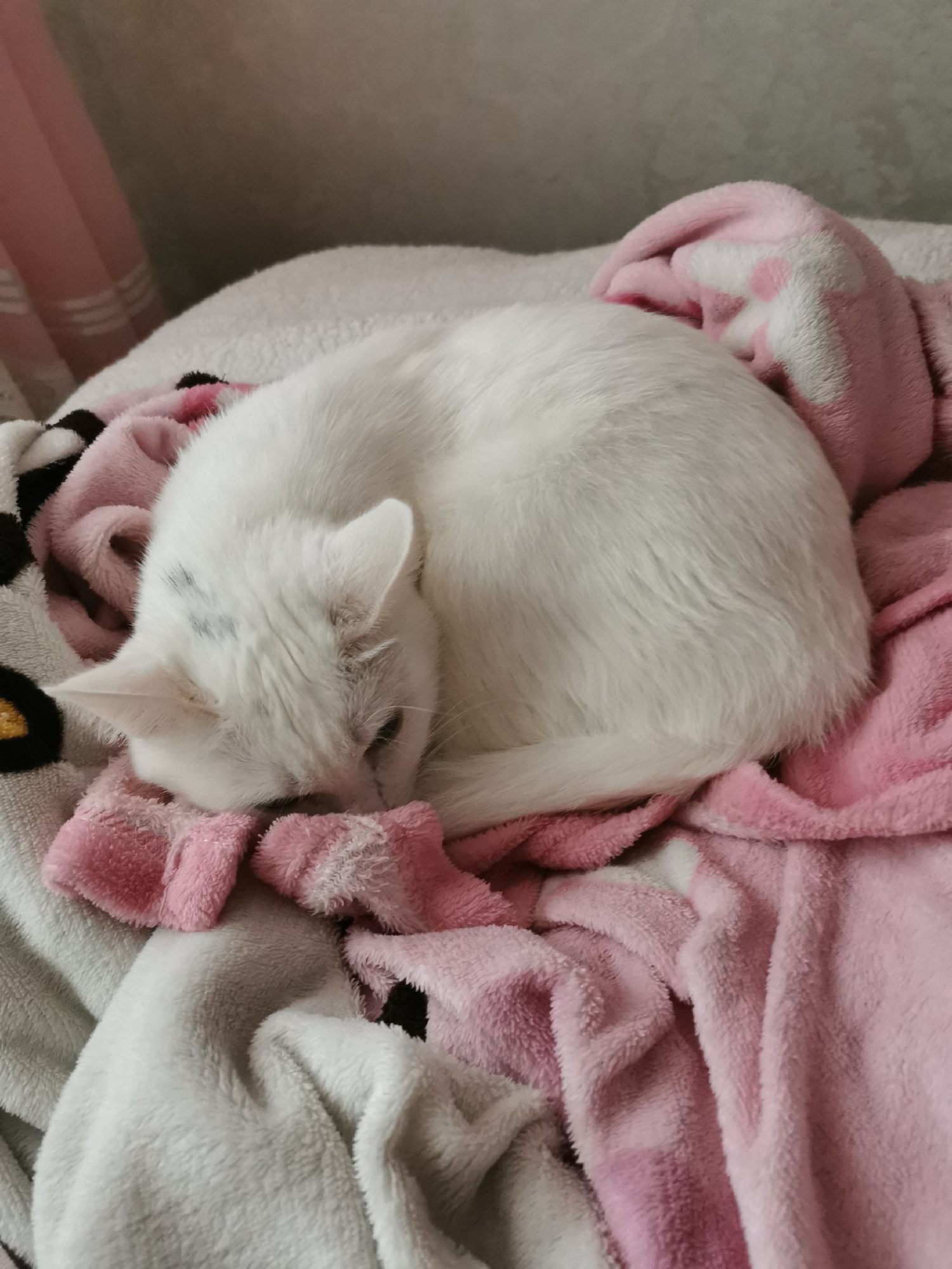A white cat is curled up on a pile of blankets. The blankets are mostly pink and white, with some black and yellow accents. The cat has a few small gray spots on its head. The scene appears to be indoors. The location is unknown.
