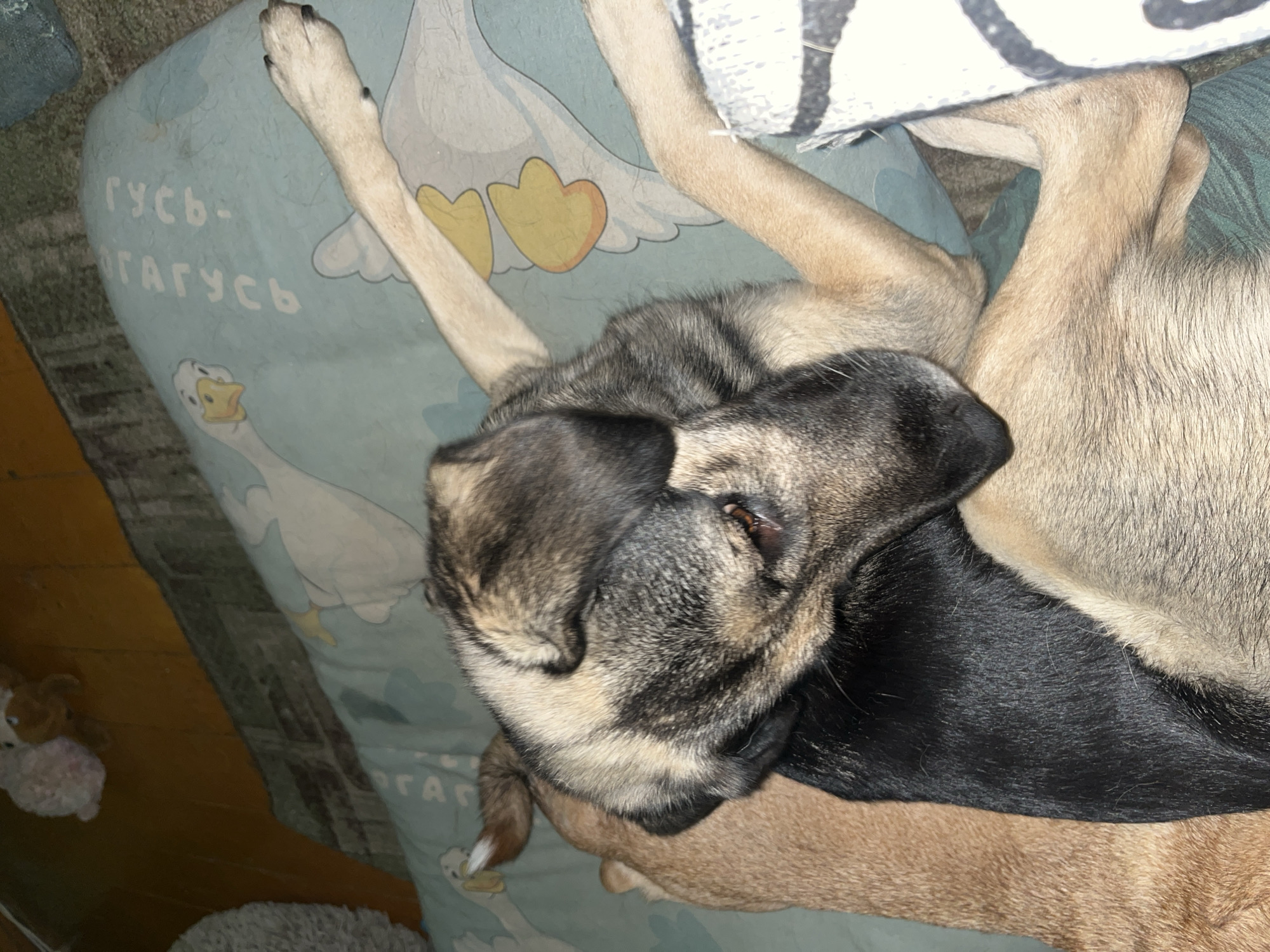 In Nizhny Tagil, Russia, two dogs are sleeping on a teal blanket with a pattern of white geese and yellow feet. The dog in the foreground has a black and tan coat and is resting its head on the back of a tan-colored dog. The tan dog is positioned underneath the black and tan dog. The scene is indoors, with a wooden floor visible in the background. A fluffy toy is also visible on the floor.