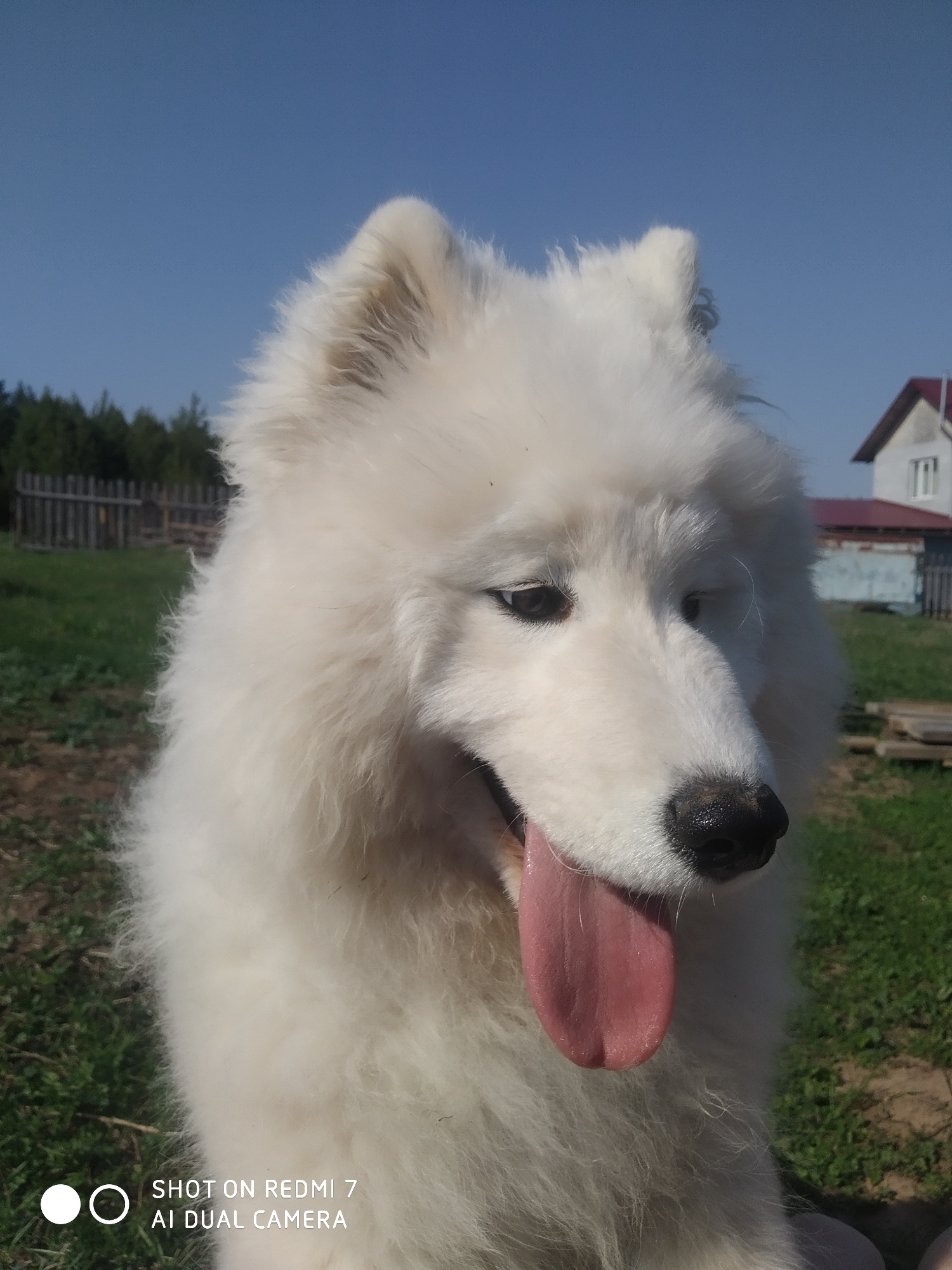 A white Samoyed dog is panting with its tongue hanging out. The dog is in a grassy field. A wooden fence and trees are visible in the background. A house with a red roof can also be seen in the distance. The dog appears to be sitting and looking down and to the right. The photo was taken outdoors on a clear day. The location is likely Chaikovsky, Russia given the city name in the prompt.