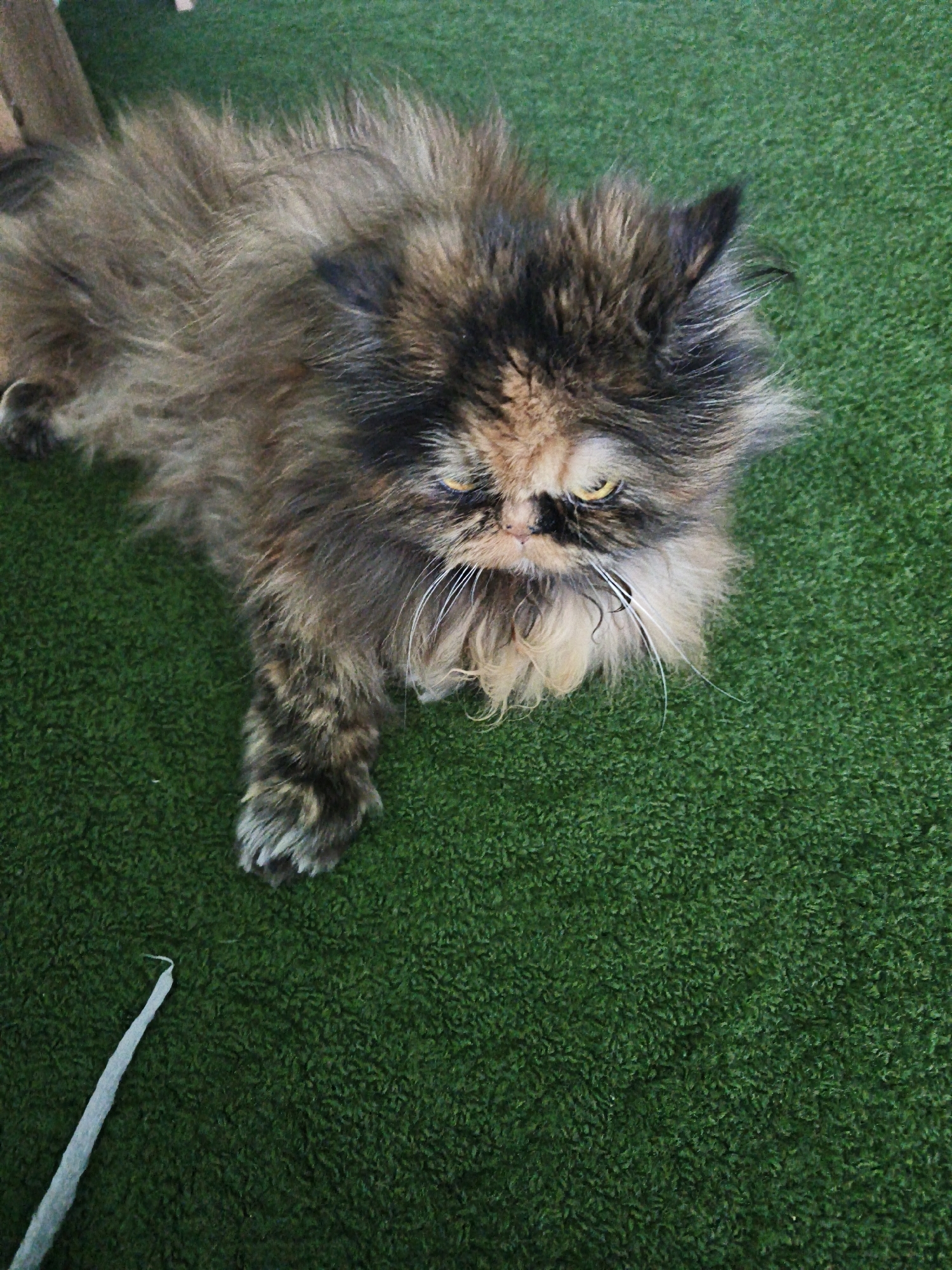 A long-haired, tortoiseshell cat with yellow eyes lies on a textured green surface, resembling artificial turf. The cat's fur is a mix of brown, black, and orange. Its left paw is extended forward, while its body is positioned at an angle. A thin, light-colored object, possibly a string or thread, lies on the green surface to the lower left of the cat. The background is a uniform green.