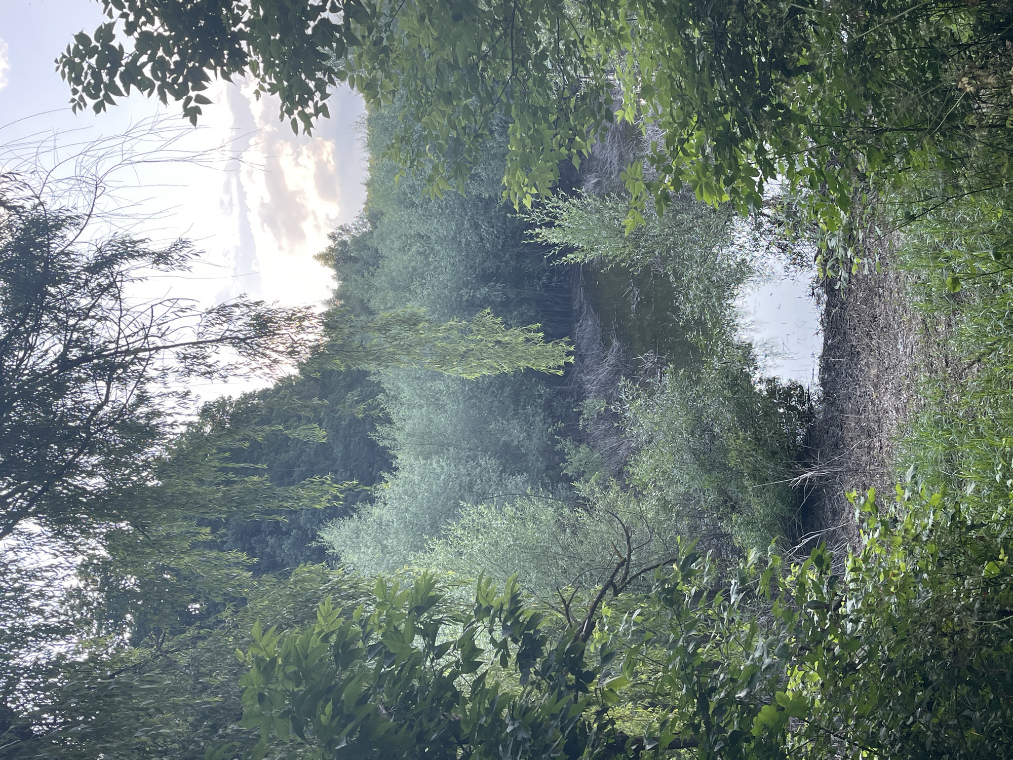 The image depicts a tranquil scene of a small, natural body of water surrounded by dense, lush vegetation. The water appears dark and still, with reflections of the sky and surrounding trees visible on its surface. The banks of the water are lined with dry reeds and fallen branches, suggesting a natural, uncultivated environment. The dominant colors are various shades of green from the trees and plants, with the sky above showing soft clouds and hints of sunlight.
The location is identified as being in the city of Krasnokutsk, Ukraine. The scene is characterized by its natural beauty and a sense of seclusion, likely a quiet spot within the Ukrainian landscape. No people or animals are visible in the image, contributing to the peaceful and undisturbed atmosphere. The time of day appears to be late afternoon or early evening, given the soft light and the appearance of the sky.