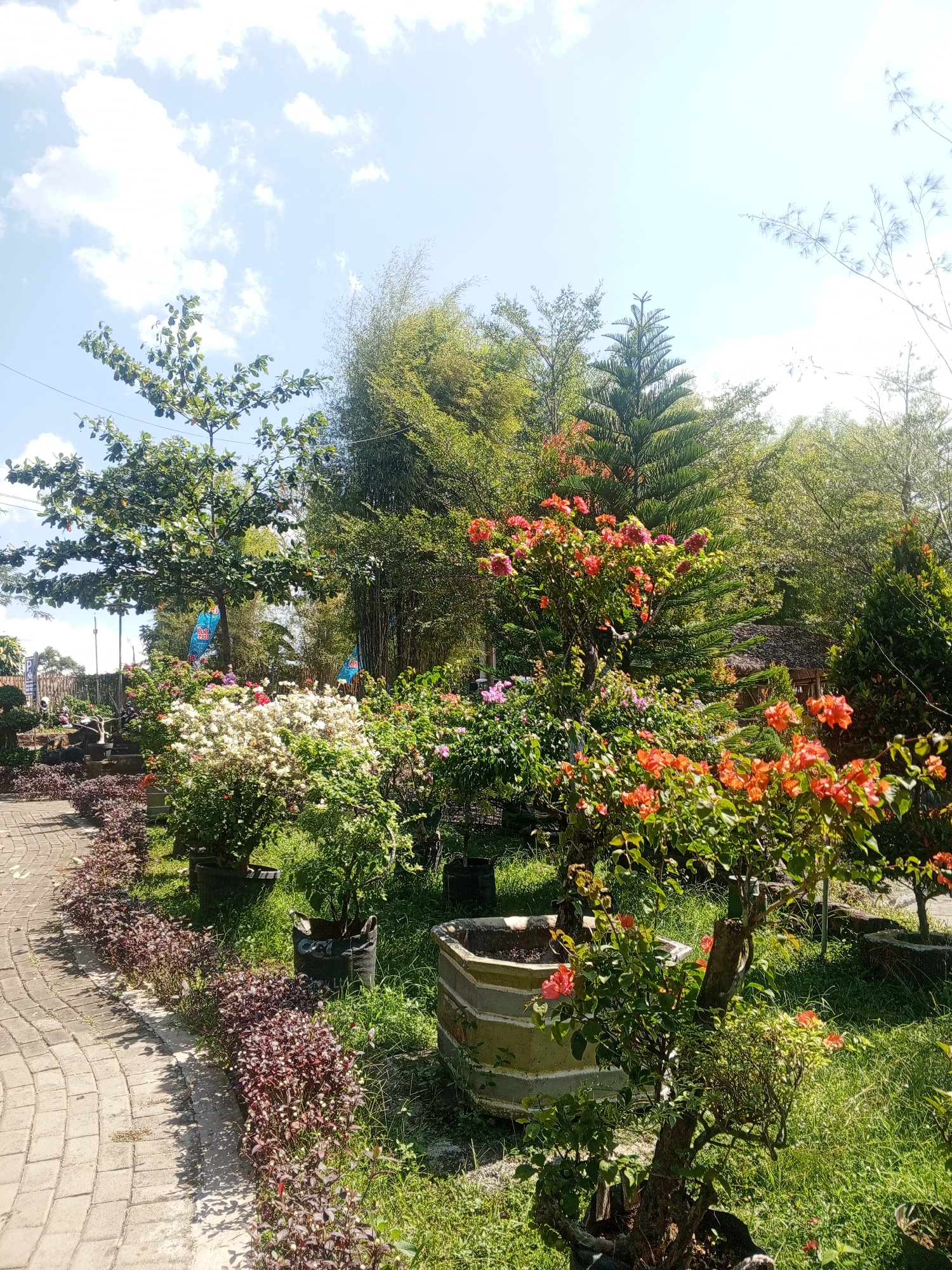 The image depicts a garden scene in Darsono, Indonesia, on a bright, sunny day with scattered clouds. A paved walkway, constructed of interlocking bricks, curves along the left side of the frame. Bordering the walkway is a row of low-lying, dark reddish-purple plants.
The central area of the garden is filled with various potted plants and trees. Prominent among these are several flowering shrubs, including one with abundant white blossoms and another with vibrant orange and pink flowers. Behind these, taller trees and bamboo stalks create a dense green backdrop. A pine tree with a distinct conical shape stands out amongst the foliage. In the distance, a thatched-roof structure, possibly a gazebo or hut, is partially visible.
Several large planters are scattered throughout the garden, some appearing to be made of concrete or stone. The ground is covered with green grass, and shadows from the trees suggest the sun is positioned high in the sky. No people are visible in the image, and the scene appears to be a still, well-maintained garden.