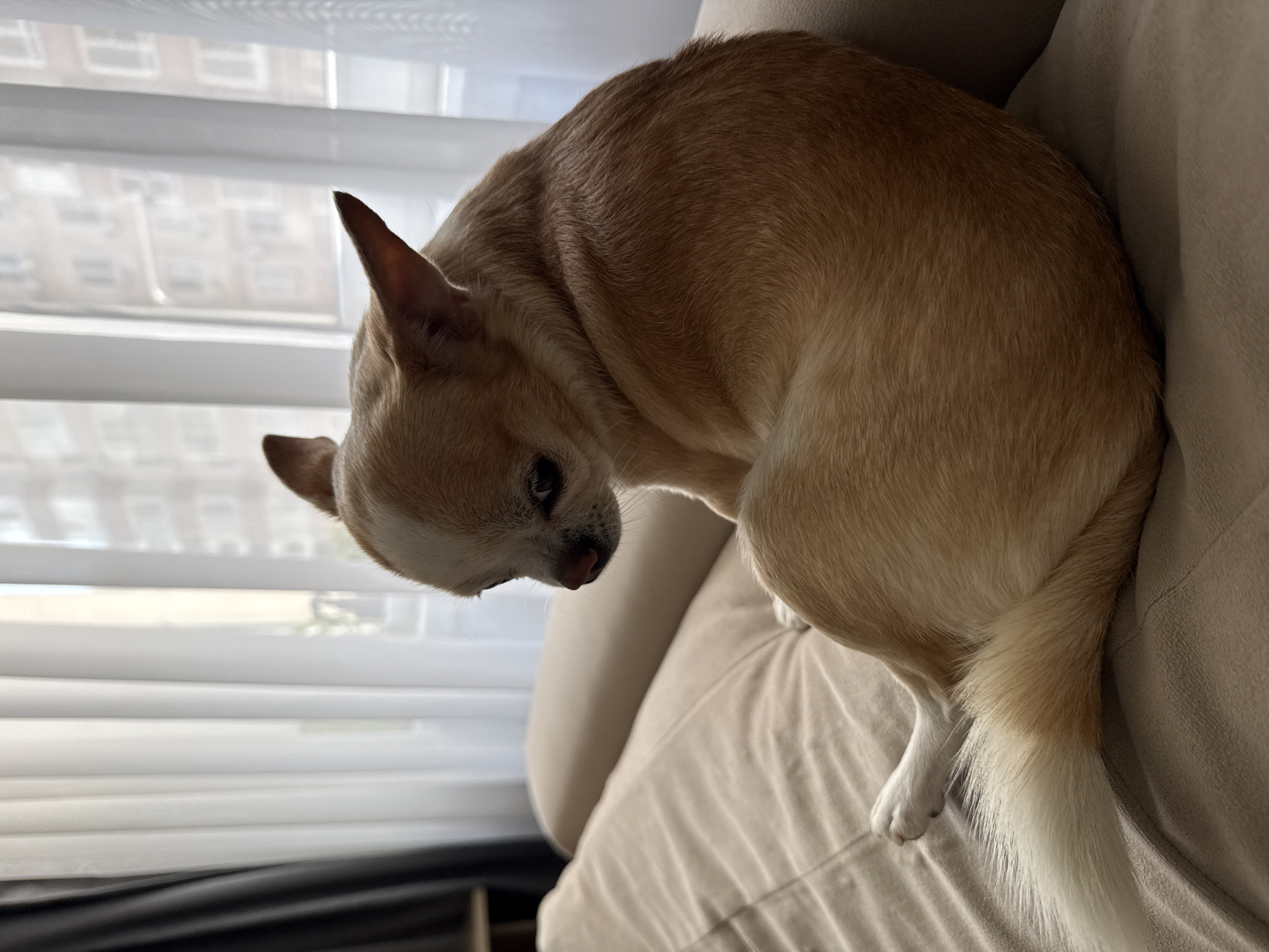 A tan and white Chihuahua is perched on a beige upholstered sofa near a window with white blinds. The dog has its head tilted down, looking towards the lower left of the frame. The location is an interior space, likely a home or apartment in the city of Unknown, Unknown.