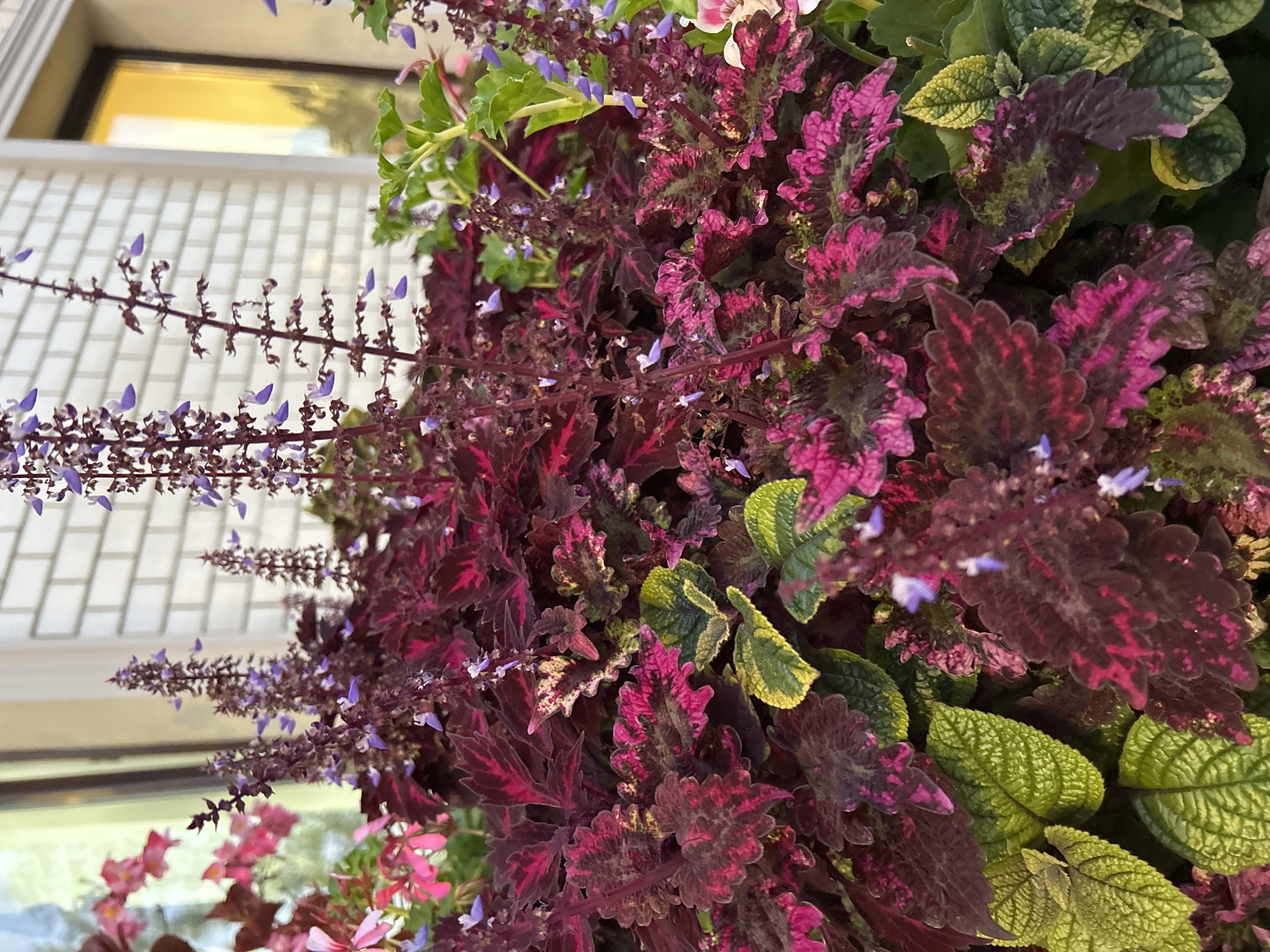 This image displays a close-up view of a vibrant planter filled with a variety of plants. The primary focus is on the lush foliage, which includes deep burgundy and fuchsia-colored leaves with serrated edges, as well as bright green, textured leaves. Delicate spikes of small, purple flowers rise above the dense foliage. In the background, a beige brick wall and a window reflecting yellow light are visible, suggesting an outdoor setting. The composition is tightly cropped, emphasizing the intricate details of the plants. There are no people or animals present in the image. The context of Moscow, Russia, is not discernible from the visual information provided in the image itself.