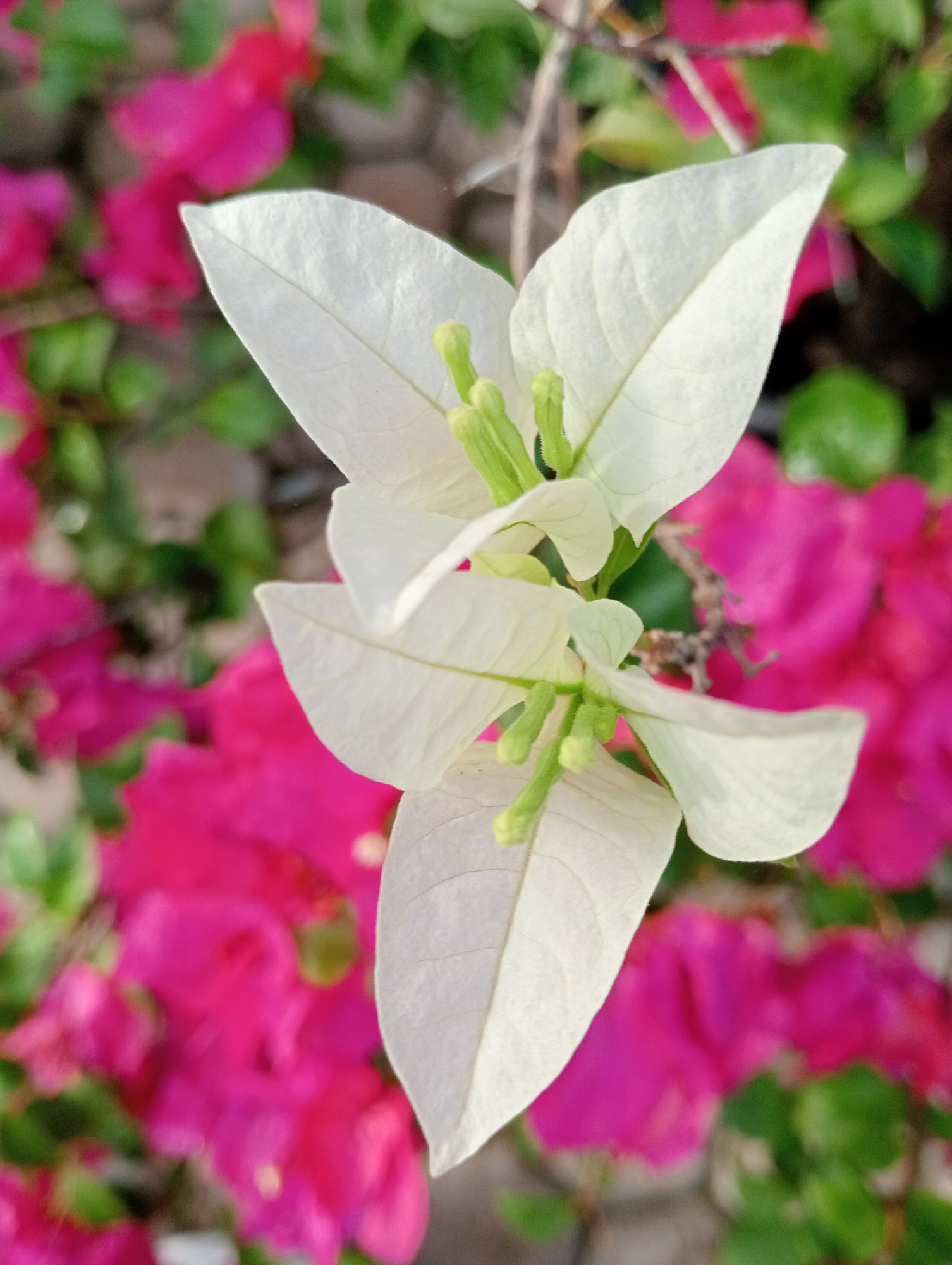 A close-up, high-angle shot captures two white bougainvillea bracts with visible veins, layered one above the other. Small, pale green flower buds are visible between the bracts. The background is a blurred wash of vibrant pink bougainvillea flowers and green leaves. The scene is an outdoor environment, likely a garden or public space in Baratpayaitek, Indonesia. No people are present in the image.