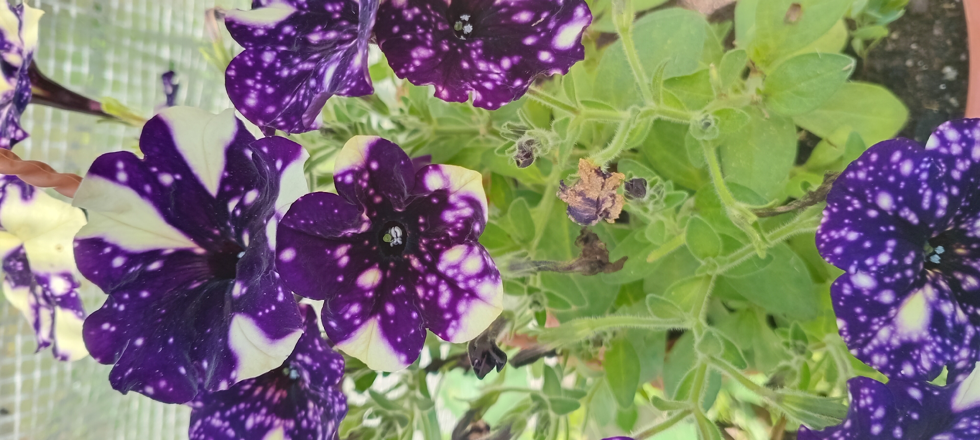A close-up, vertical, eye-level shot captures a cluster of petunia flowers with a unique speckled pattern of dark purple and cream. The blooms are the primary focus, with some in sharp detail and others slightly blurred in the background, suggesting a shallow depth of field. The flowers exhibit five ruffled petals, each adorned with irregular white or cream spots that resemble a starry night sky against a deep purple base. Some of the flowers appear fully open, revealing a dark center with a hint of green, while others are partially closed or show signs of wilting, with dried brown remnants of petals. The foliage is a vibrant green, with fuzzy stems and heart-shaped leaves. The overall impression is that of a healthy flowering plant, likely in a garden or pot. The background is out of focus, showing a faint grid pattern that might be a fence or netting, and hints of a terracotta pot at the bottom edge of the frame. The lighting is bright and natural, suggesting an outdoor setting.