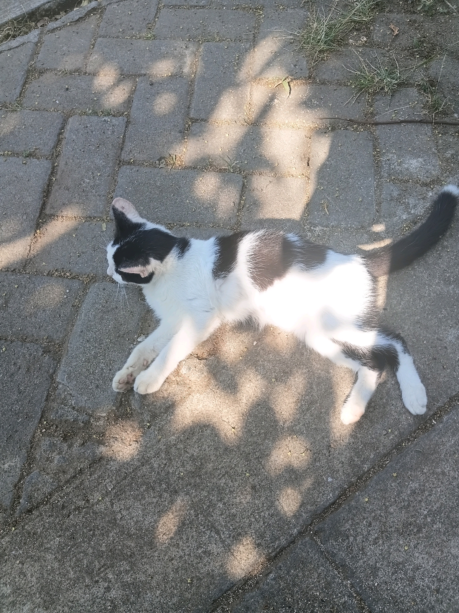 A black and white cat is lying on its side on a paved pathway. The cat is mostly white with black patches on its back, head, and tail. Its front legs are stretched out, and its hind legs are tucked underneath its body. The pathway is made of rectangular gray pavers, and there are some weeds growing in the cracks between them. Sunlight casts dappled shadows on the pathway, suggesting it is outdoors. The scene is captured from a high angle, looking down at the cat. There is no indication of the location being in Cikal, Indonesia.